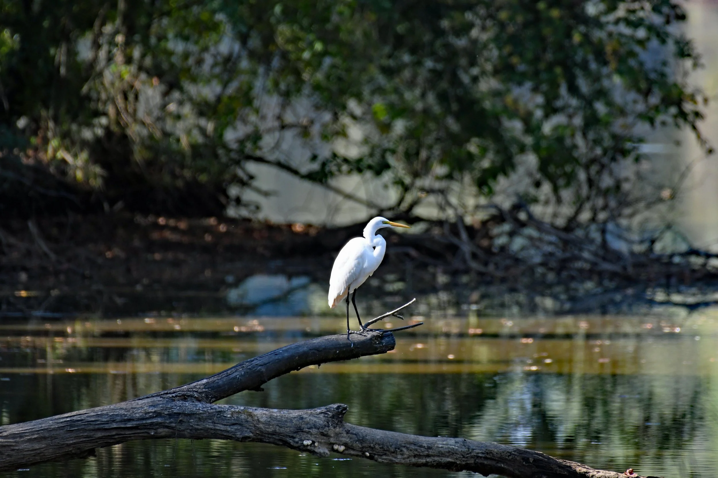 VIP Founding Member Experience