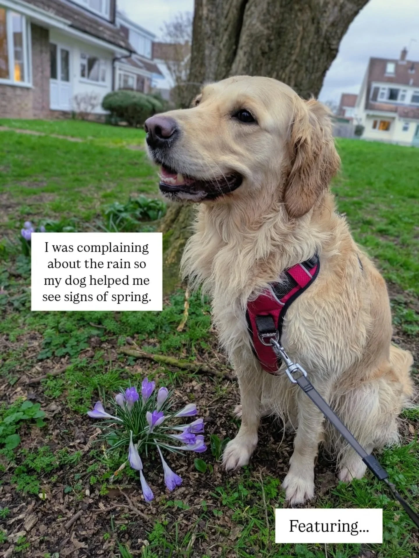 It might be STILL grey and raining and Mako is trying hard to keep things sunny 🌞