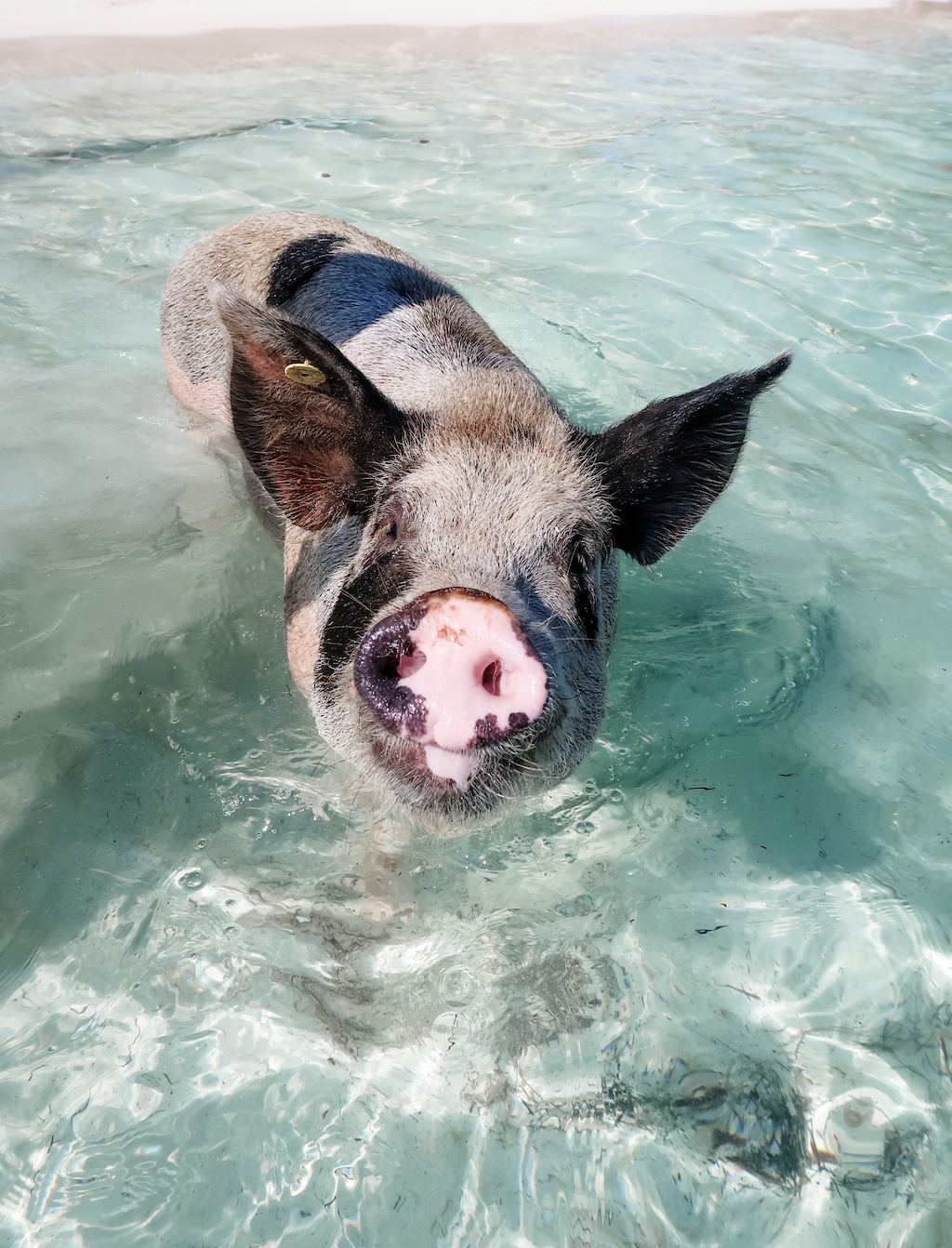 swimming with pigs in the Bahamas