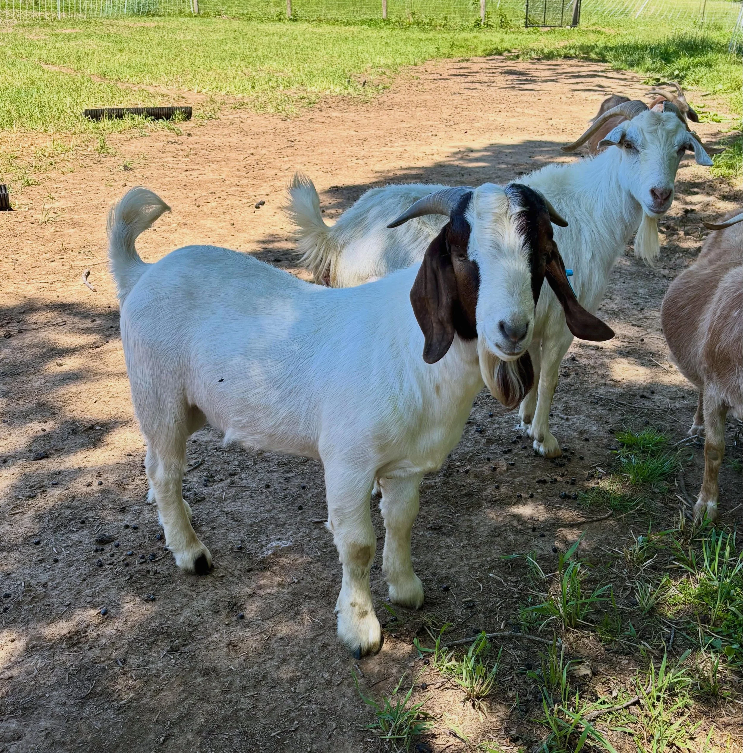 Our herd sire, Shaun-the-Sheep-the-Billie-Goat, is filling out and looking handsome! #HGFarm