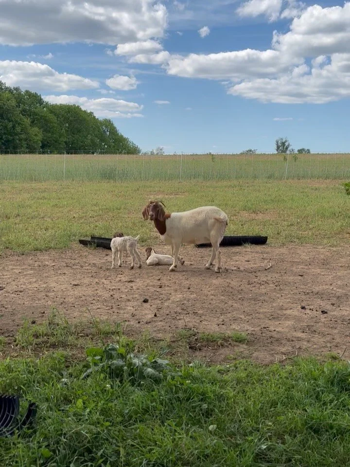 Two more goat kids born yesterday to mama, Tenille. Welcome to the farm, Pam and Jim! Looks like this season&rsquo;s kids are all going to look exactly the same 🤦🏻&zwj;♀️. That won&rsquo;t be challenging later 😆. #HGFarm #kiddingseason #bokis