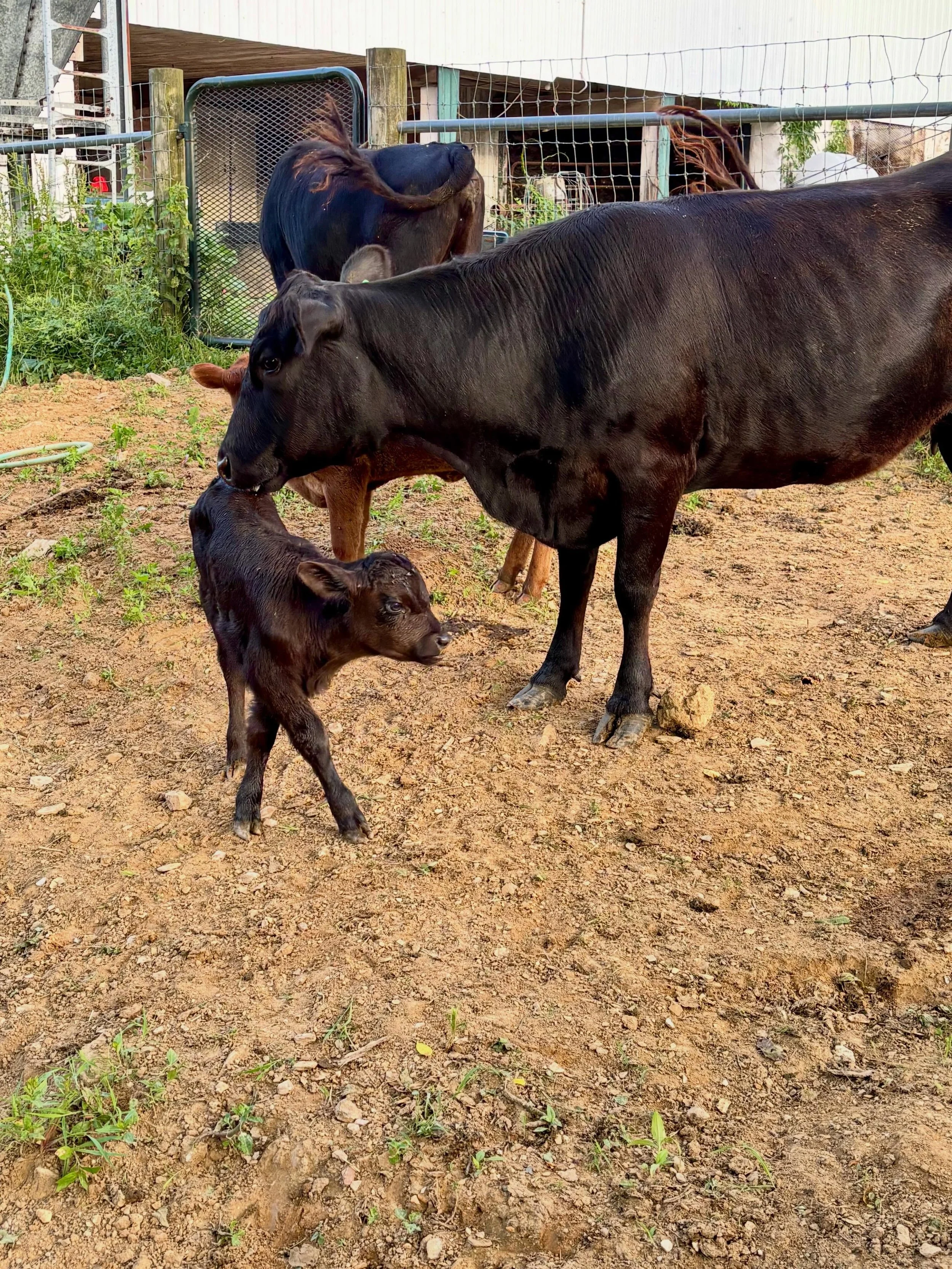 And that&rsquo;s ACTUALLY a wrap on calving for spring 2026. Our girl, Nova, bred back quickly last summer and surprised us with little Dusty here a few days ago! (Name, courtesy of miss Ashley who&rsquo;s visit coincided with his birth @killerpanda8