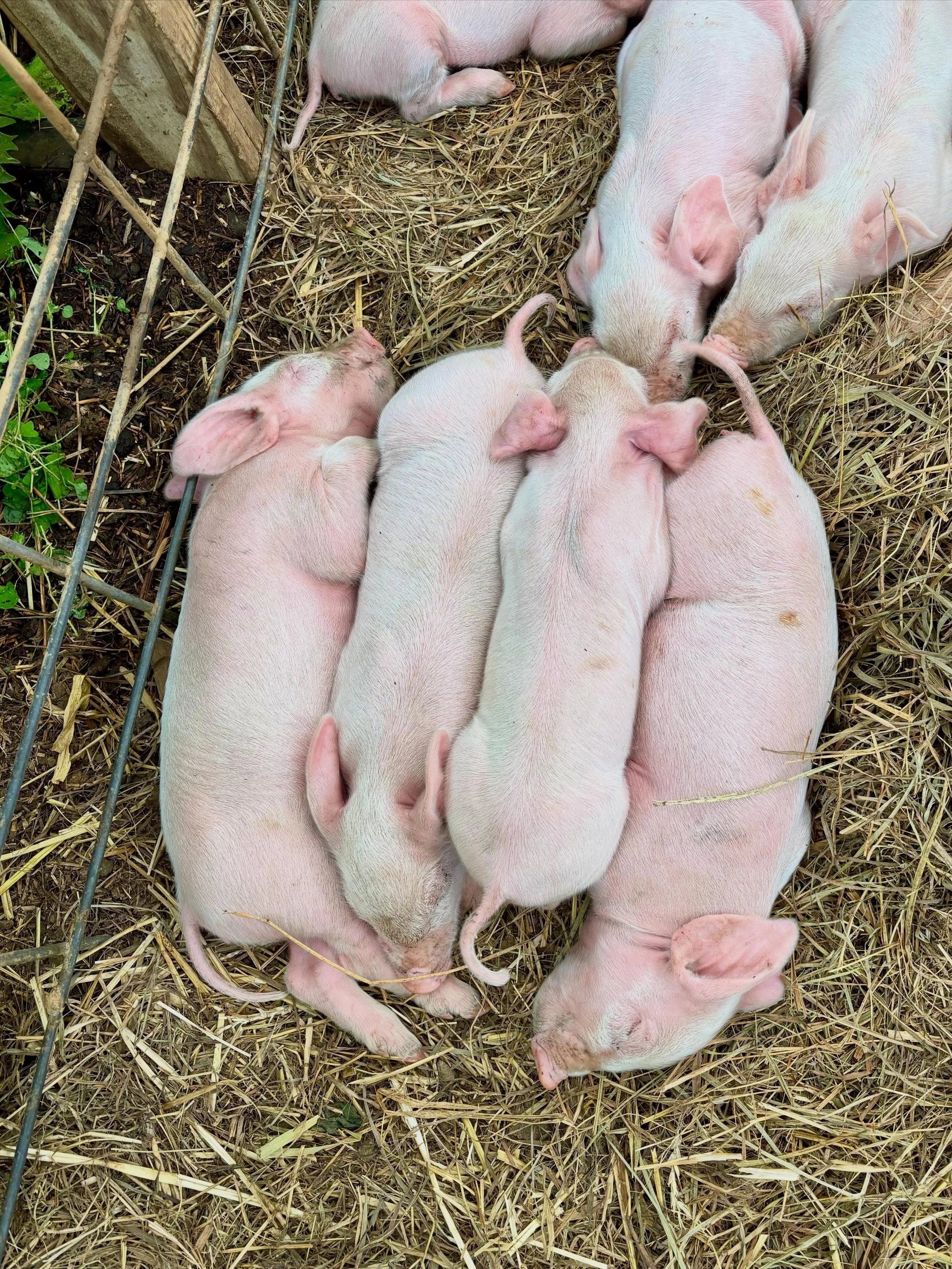Obsessed with these little pink bundles! Photo 1: a perfect demonstration of nose-to-tail sleeping 😴. Photo 2: proud papa, Hamilton, staying cool in the mud. Video: mama Petal enjoying some greens for an energy boost while her brood eats and sleeps 