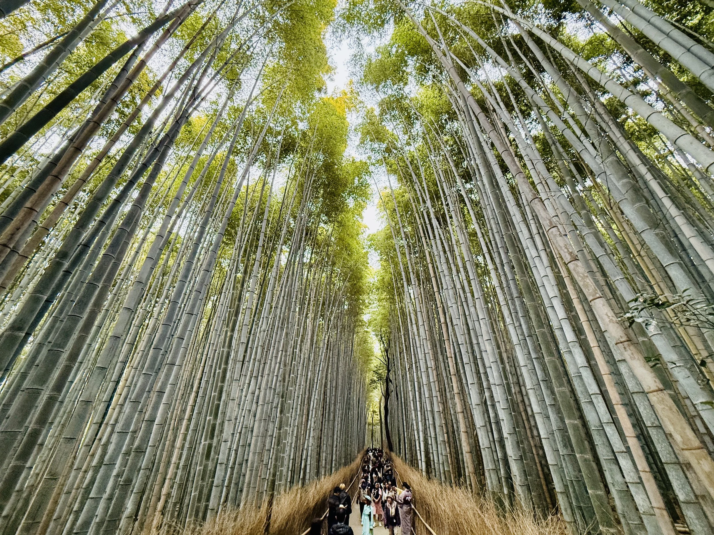 Arashiyama Bamboo Forest