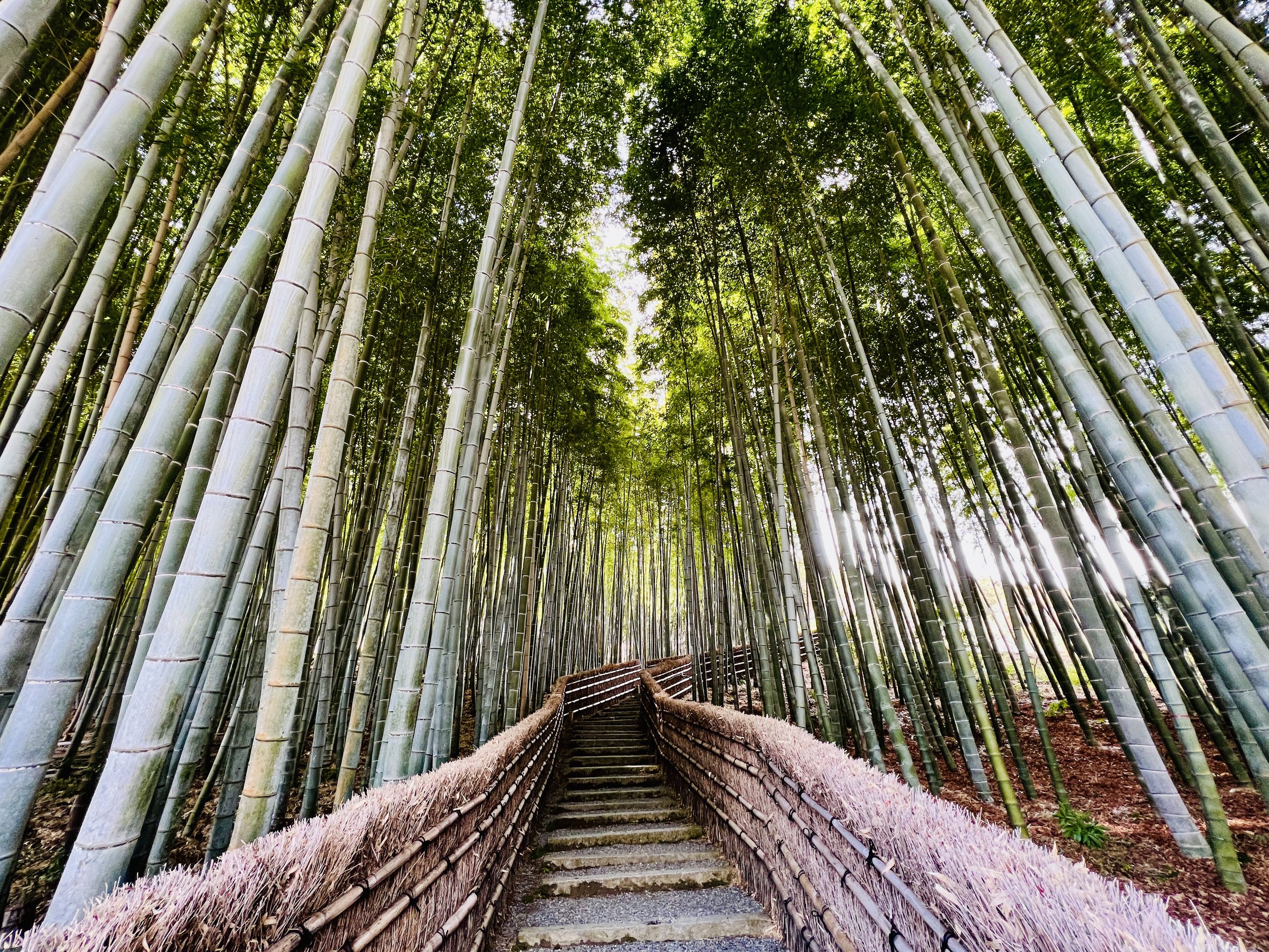 Bamboo Grove in Adashino Nenbutsuji
