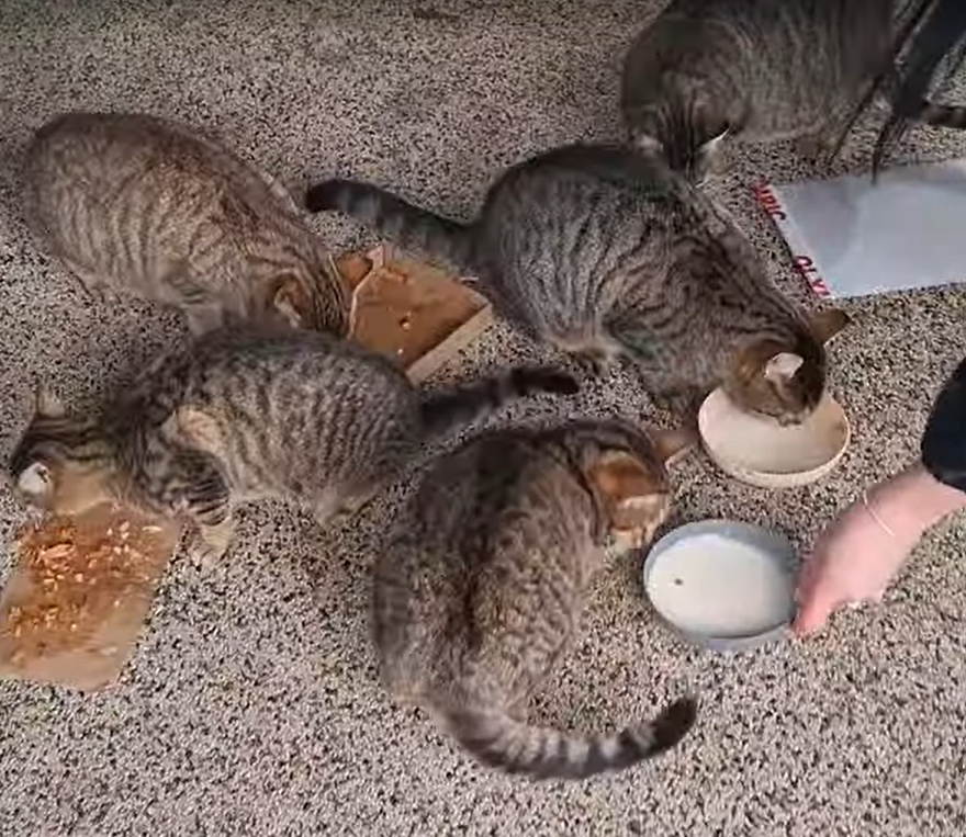 The Daily Picnic: More than Just a Meal