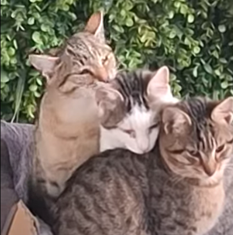 Why We Launched a Patreon: Turning "Likes" into Lifelines