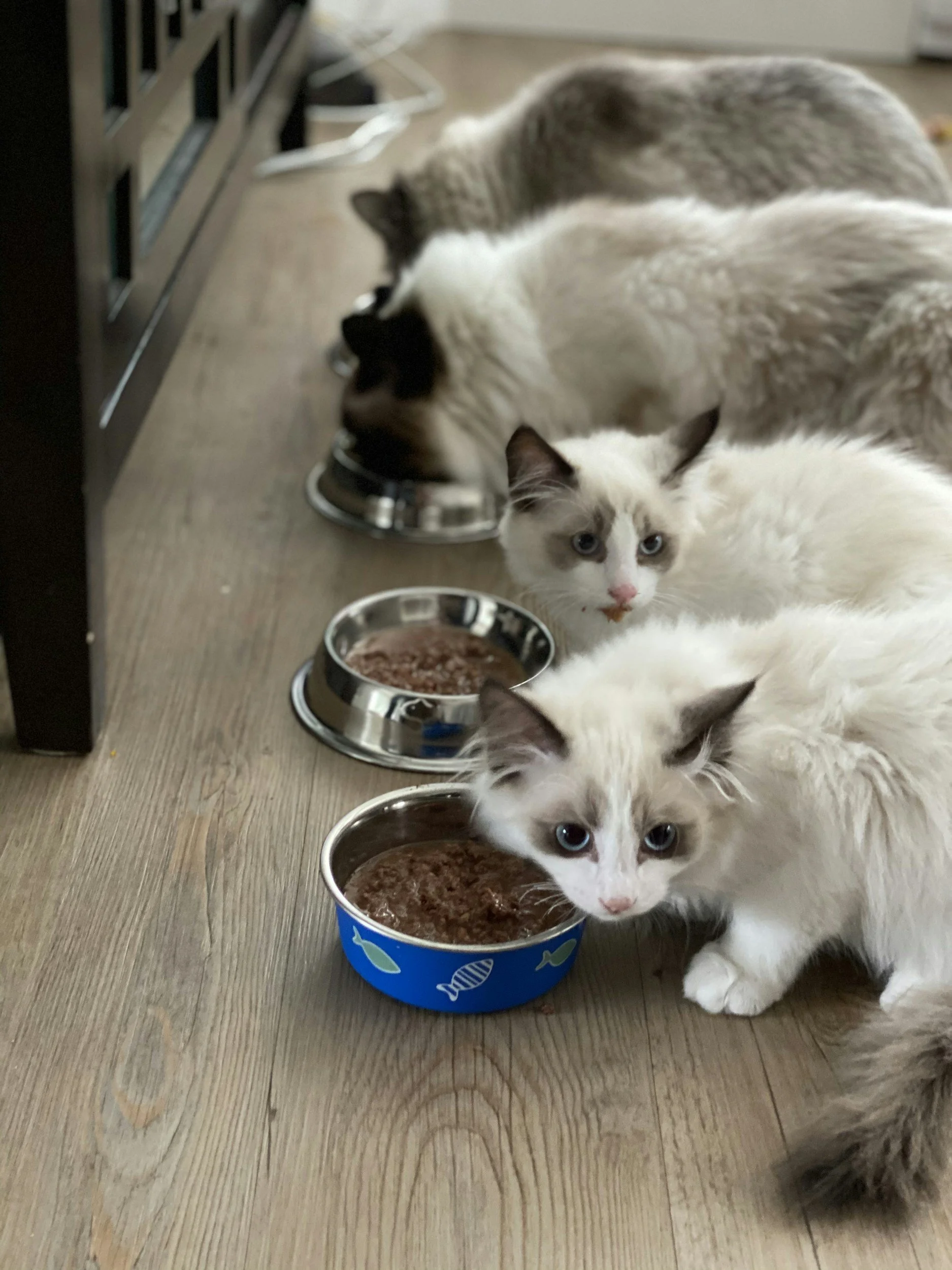 Three cats eating from metal bowls on a wooden floor, with a black and blue bowl in the foreground.