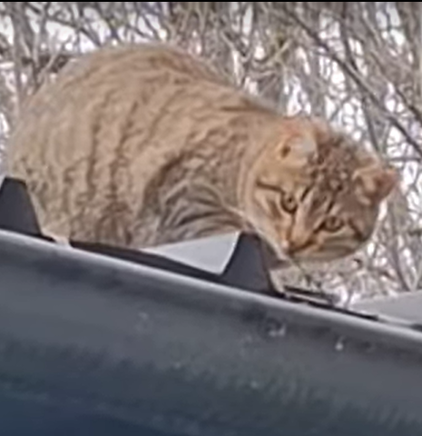 A Quiet Spot in the Grass: Saying Goodbye to Limpy