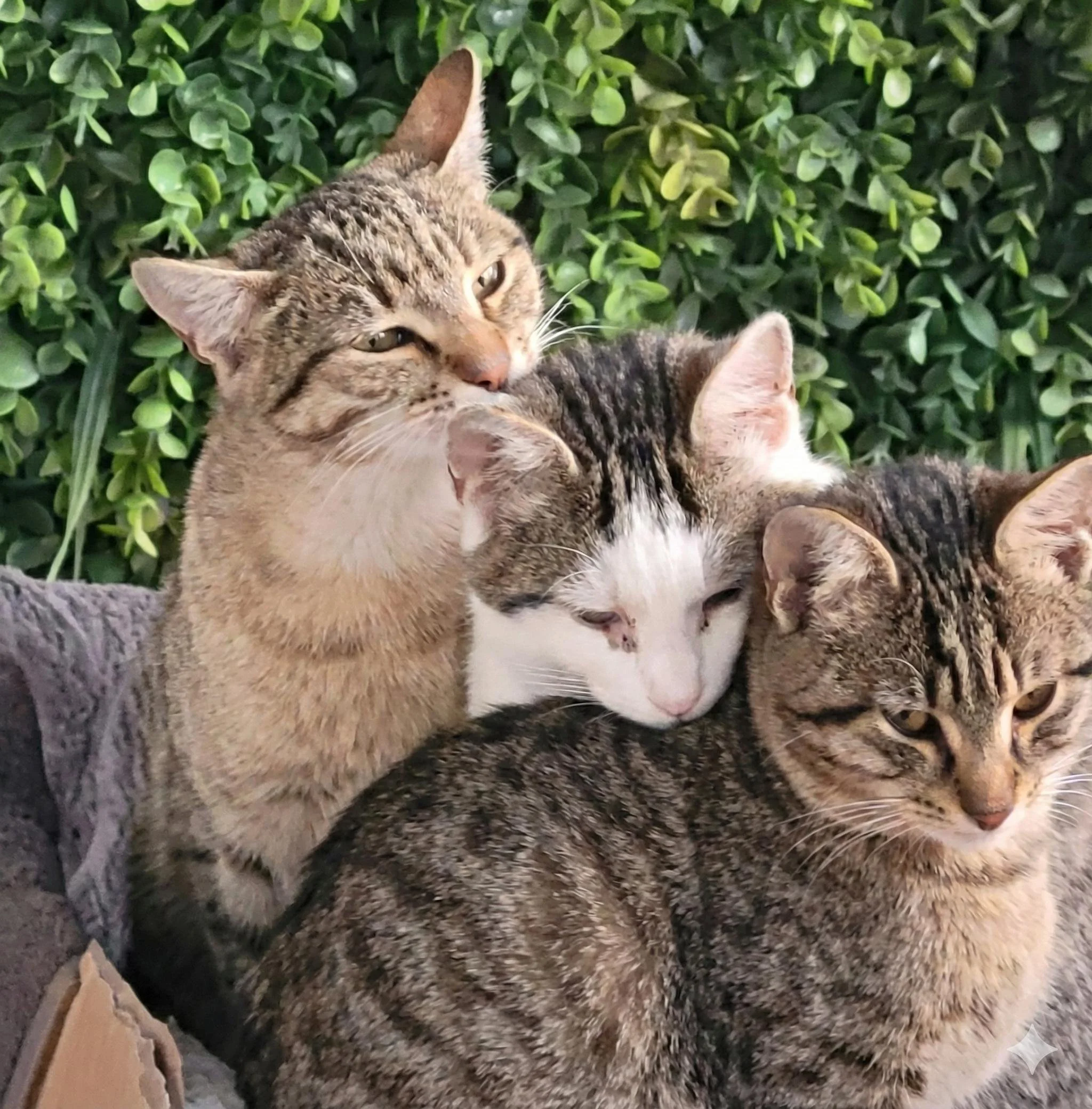 Three tabby cats resting closely together in front of a green leafy background.