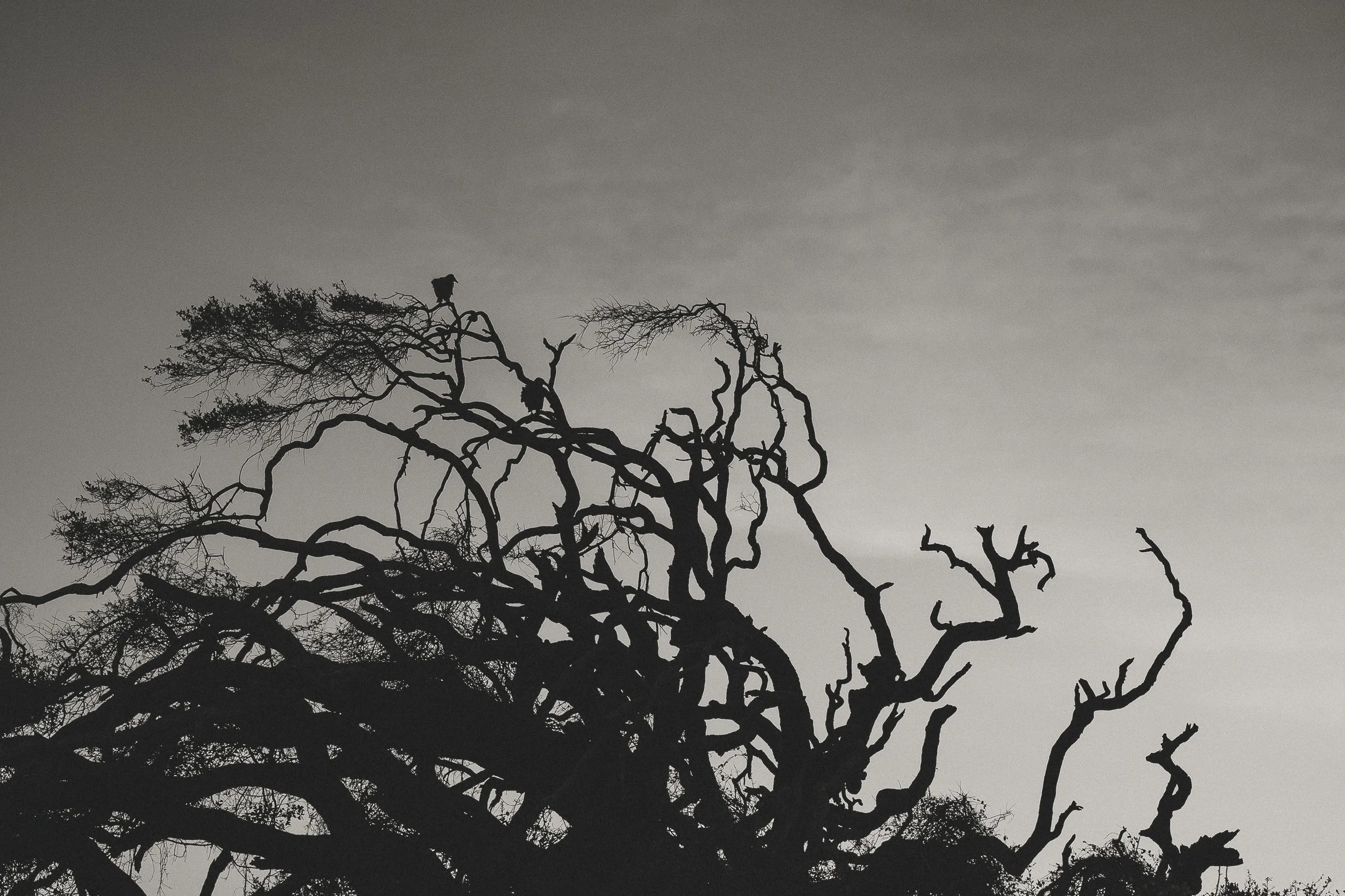single vulcher bird atop a branchy moody tree at sunrise