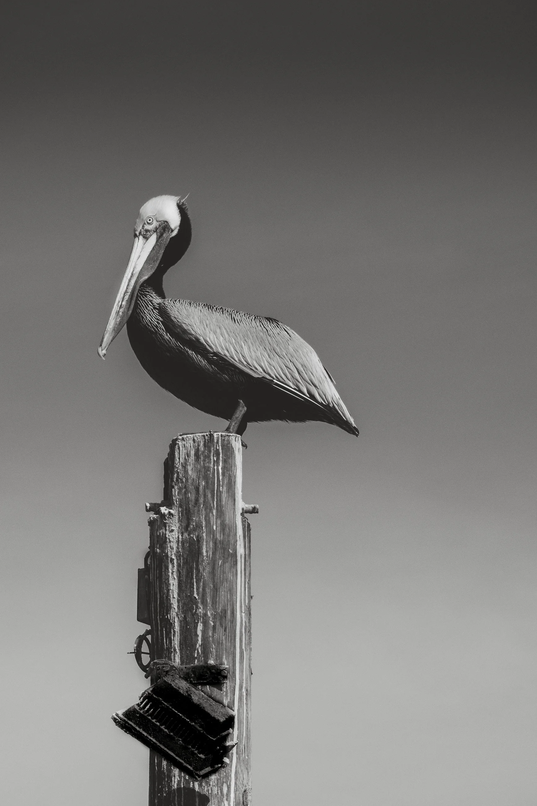 pelican on guard on top of a pier post