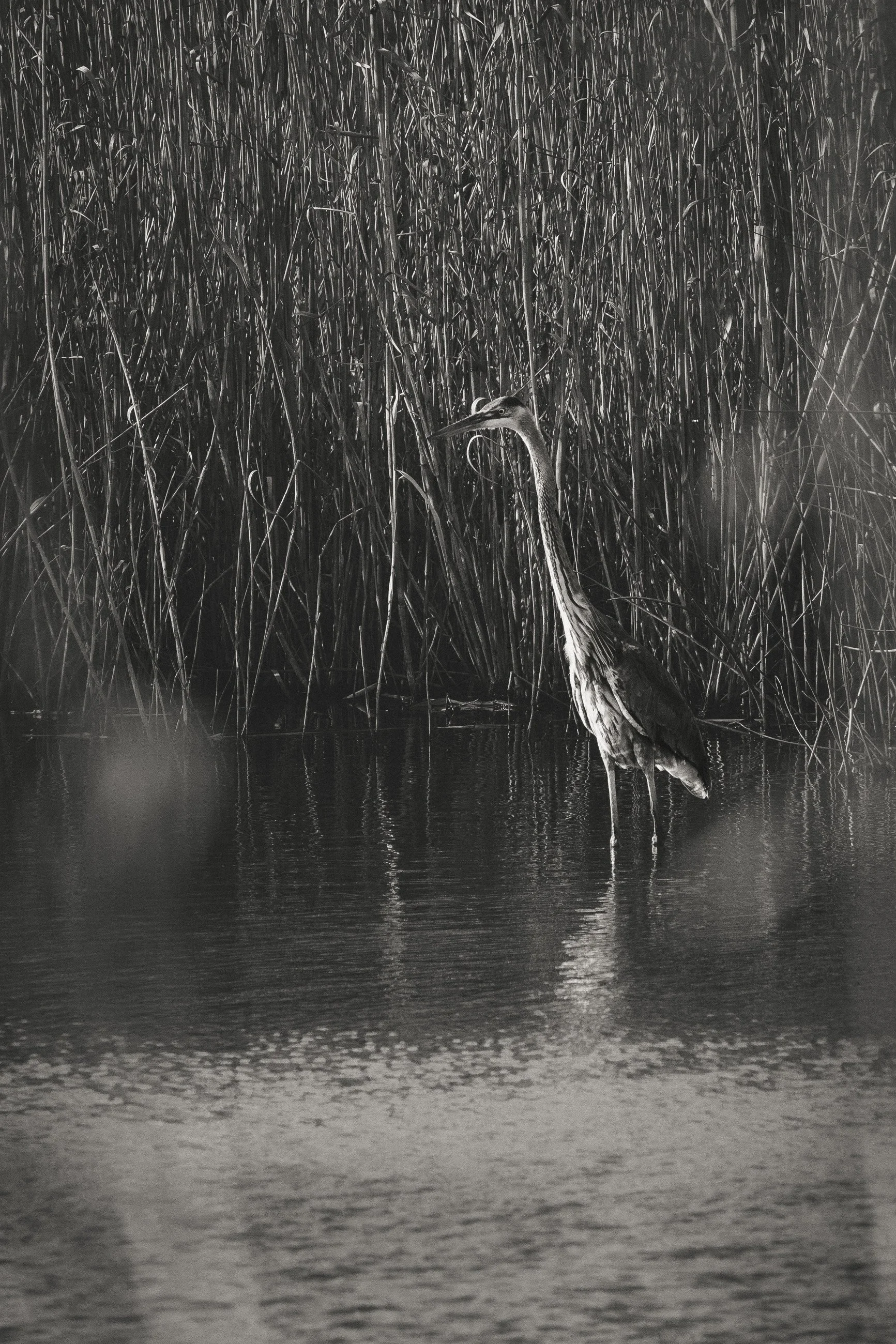 heron quietly at rest in the still waters of the reed covered marsh