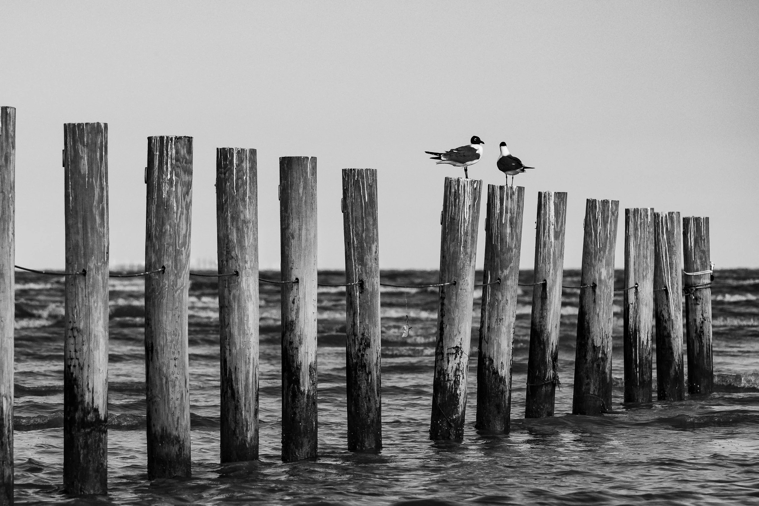 laughing gull pair on post runners lined up on coast