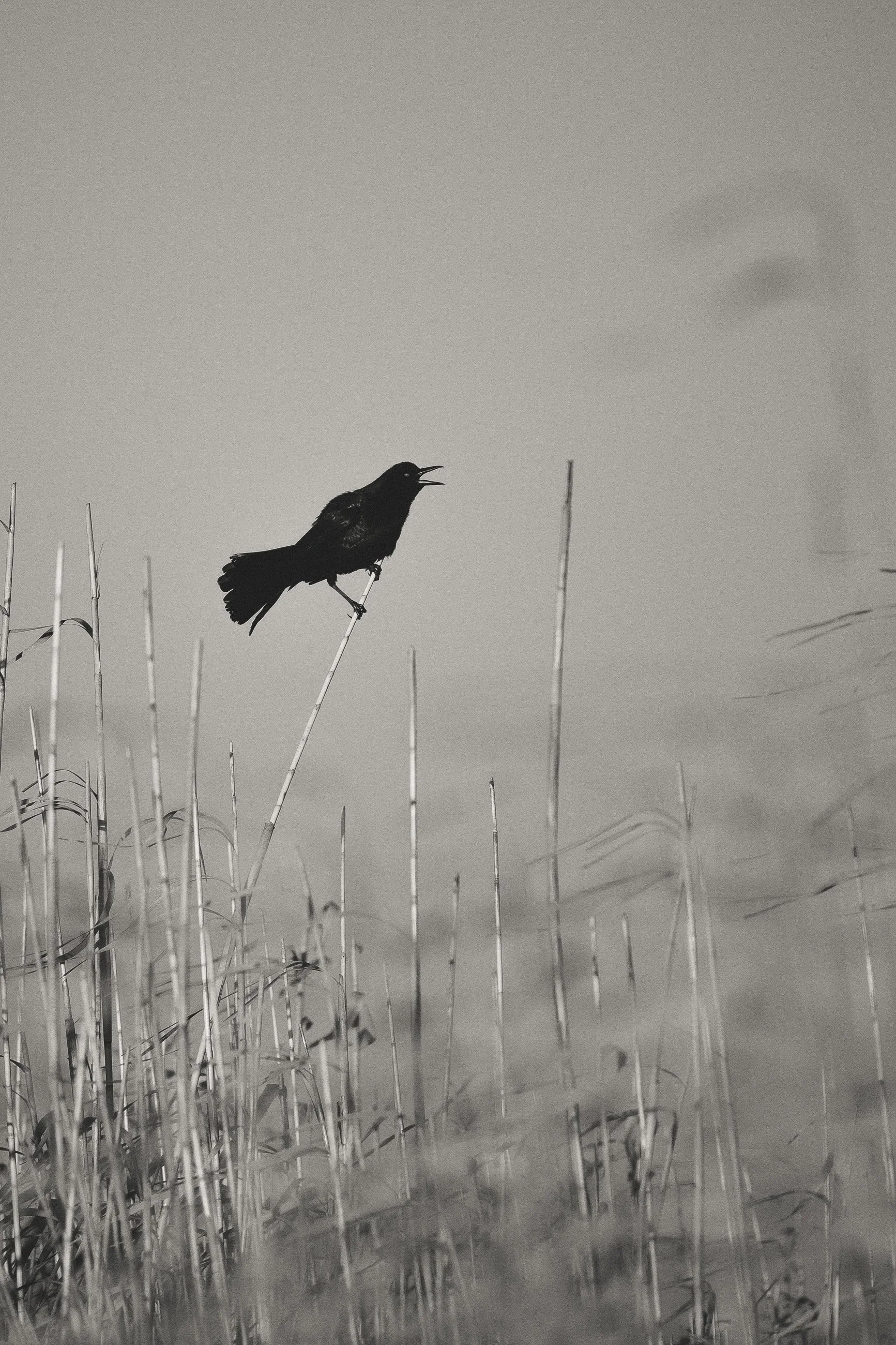 red tipped blackbird on quiet marsh reed singing.jpg