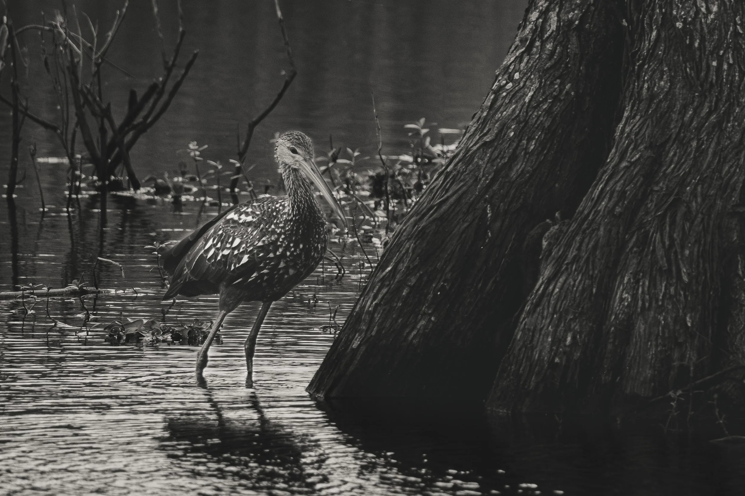 limpkin near cypress tree in swamp.jpg