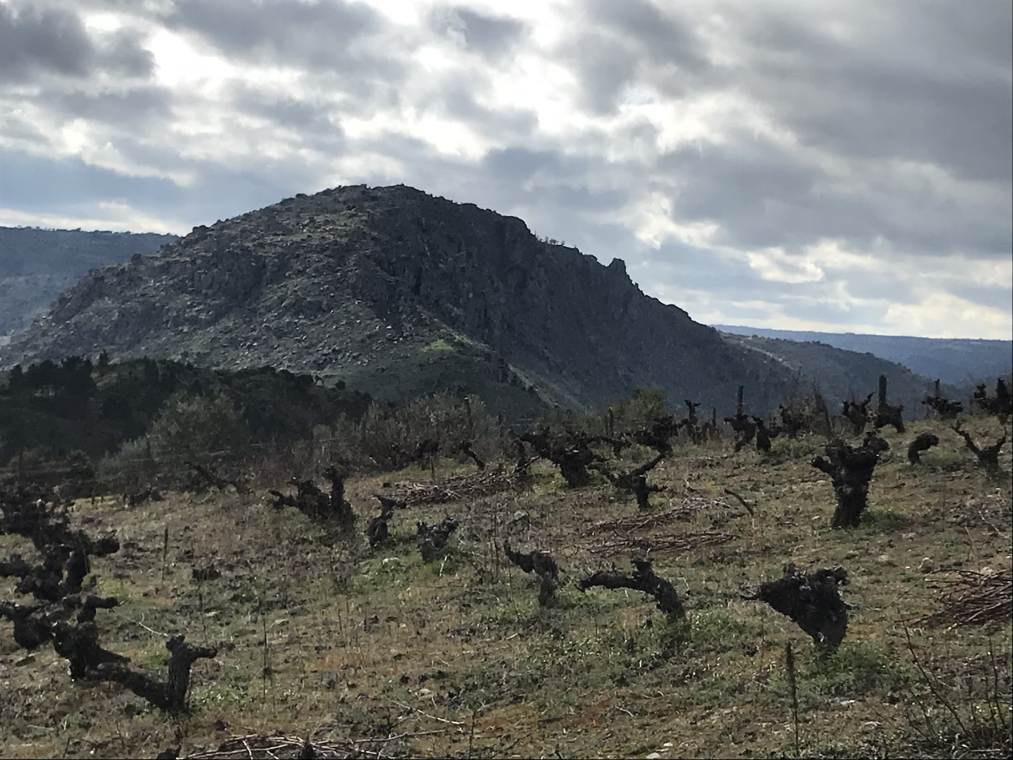 Arribas do Douro. Videiras