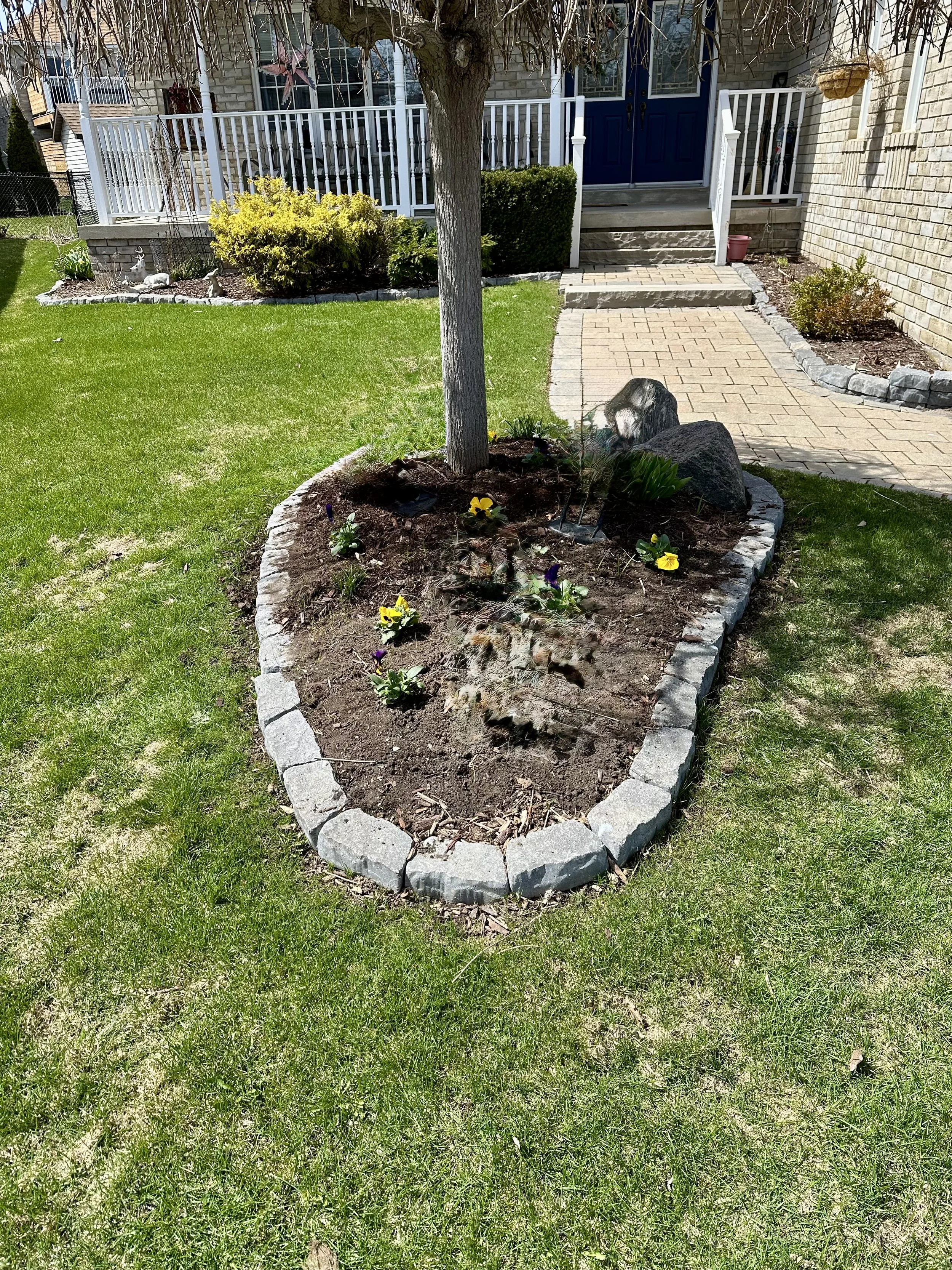 A small landscaped garden bed with tulips and crocuses, surrounded by a border of stones, with a tree in the center and a house entrance visible in the background.