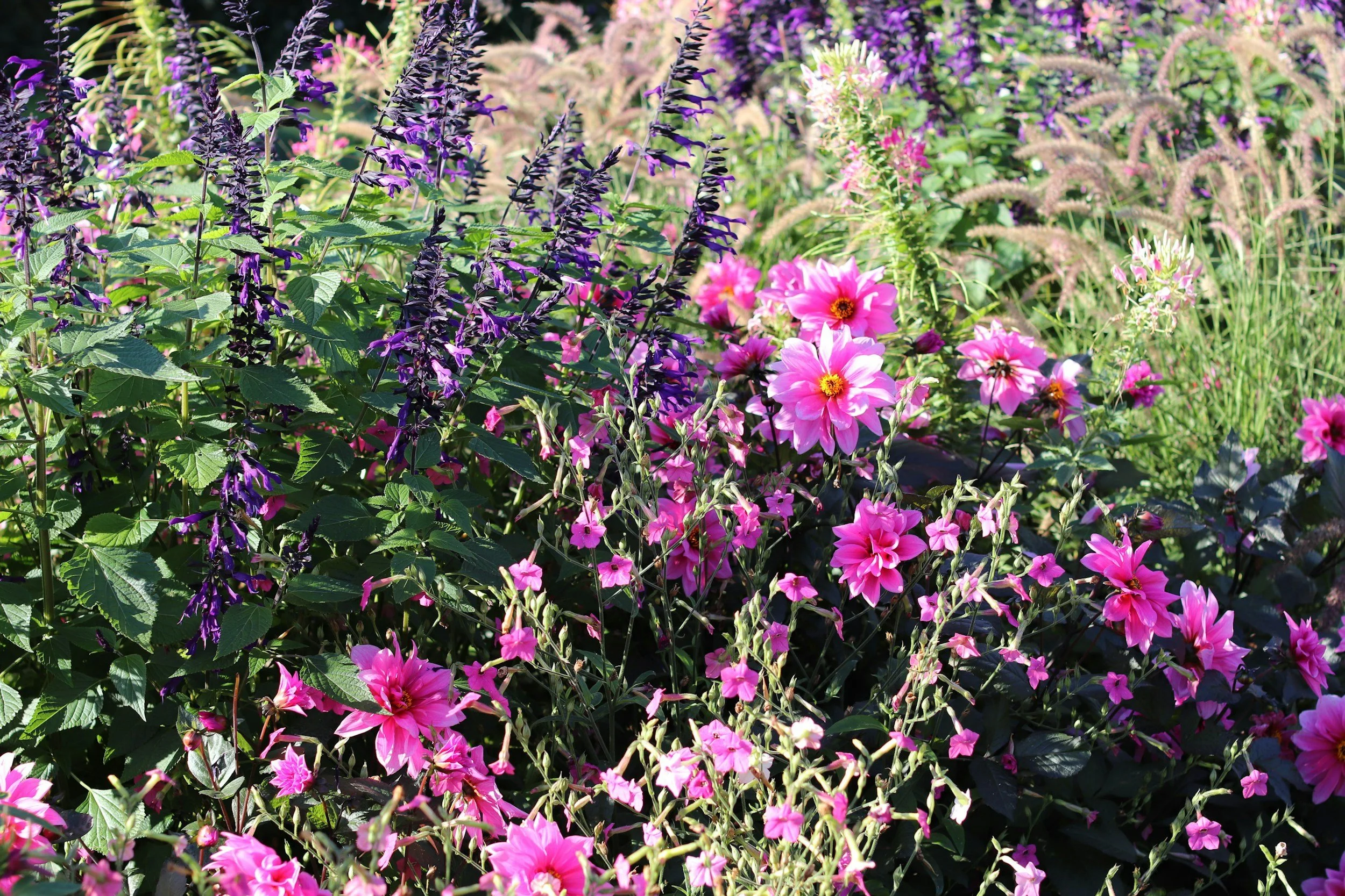 A vibrant garden bed filled with pink and purple blooming flowers and greenery.