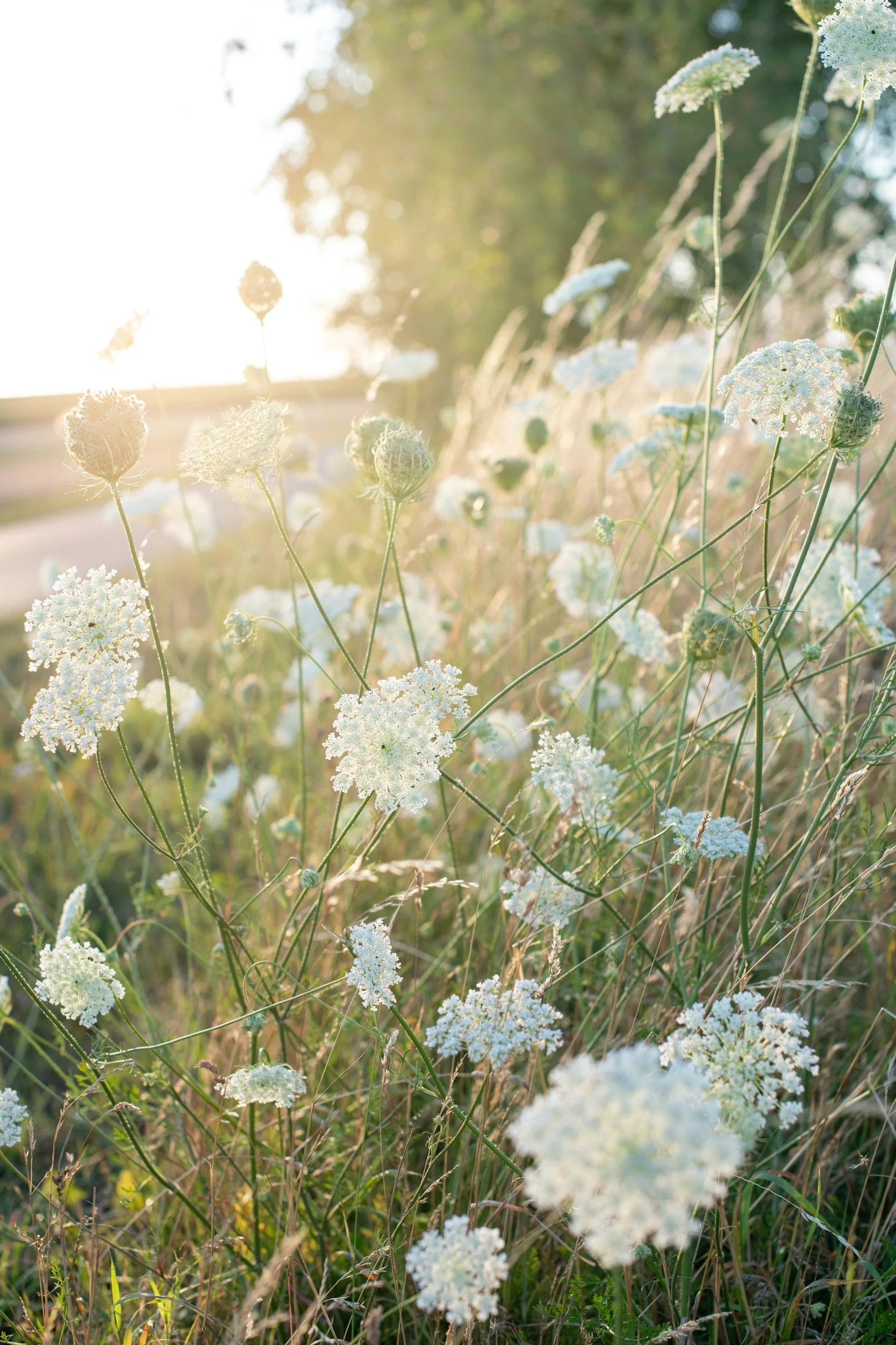 Sunlit wildflowers with white cluster blooms and greenery during golden hour.