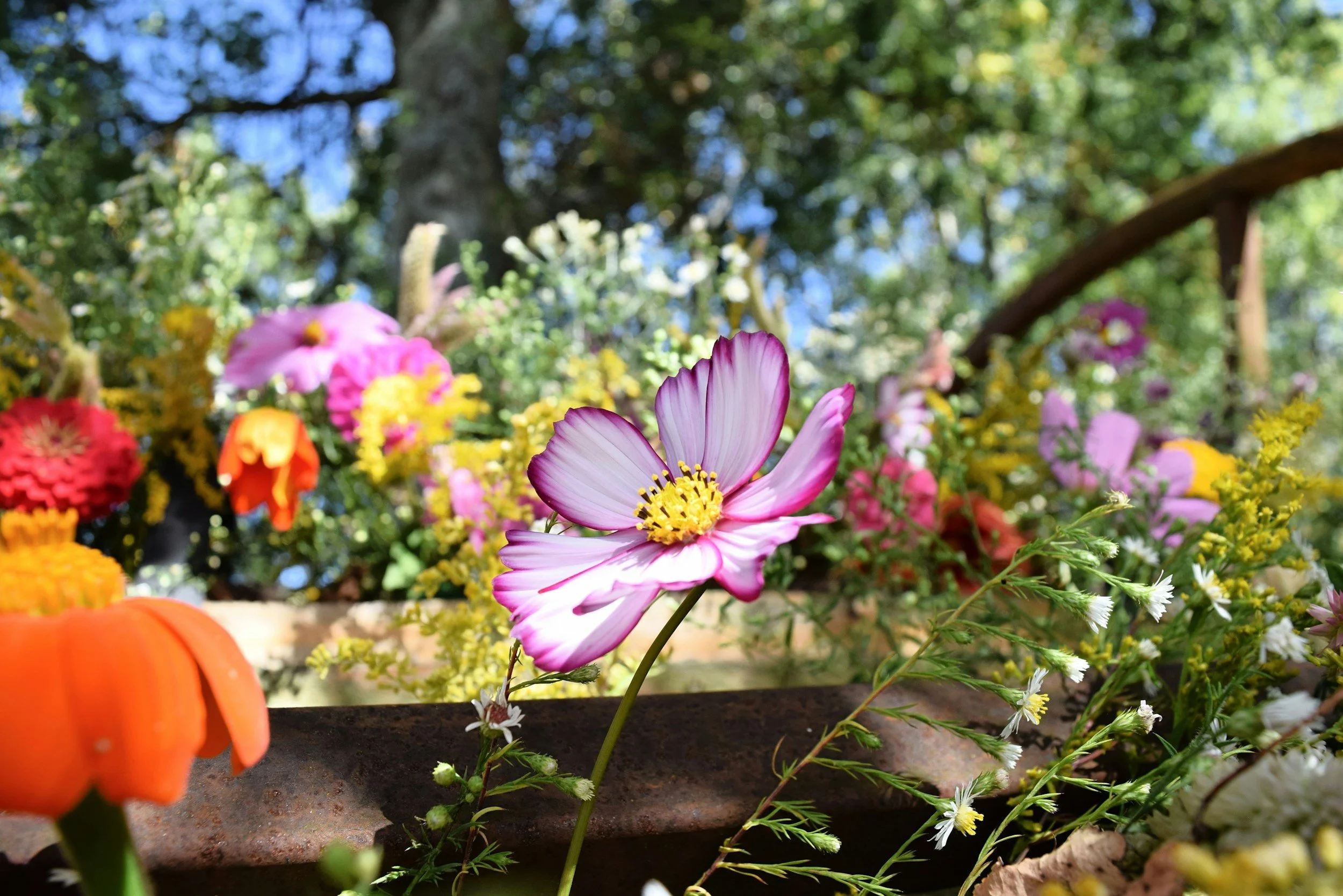 Close-up of pink and white cosmos flower among various colorful flowers in a garden on a sunny day.