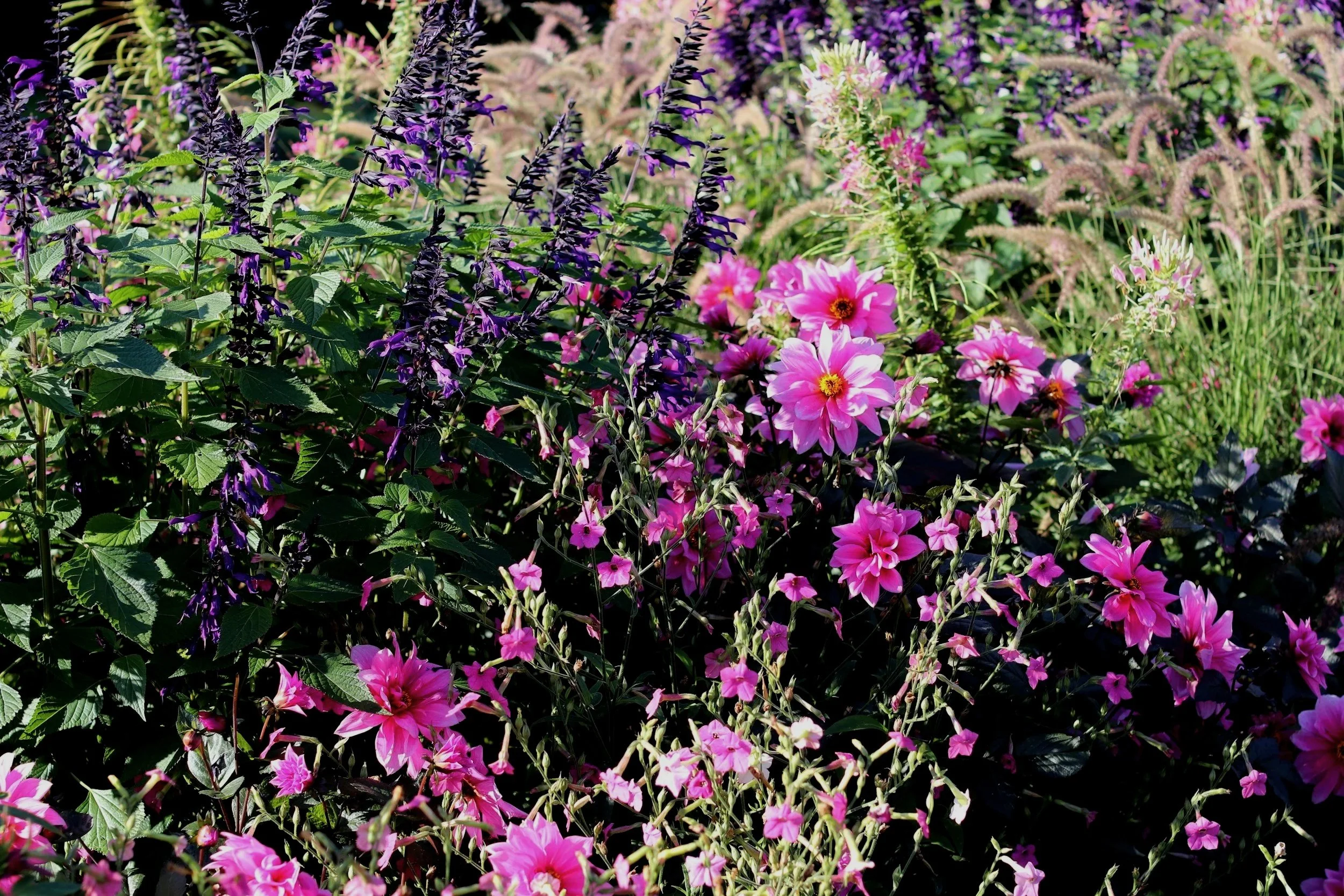 A garden bed with a variety of flowering plants, including pink and purple flowers, and green foliage, under bright sunlight.