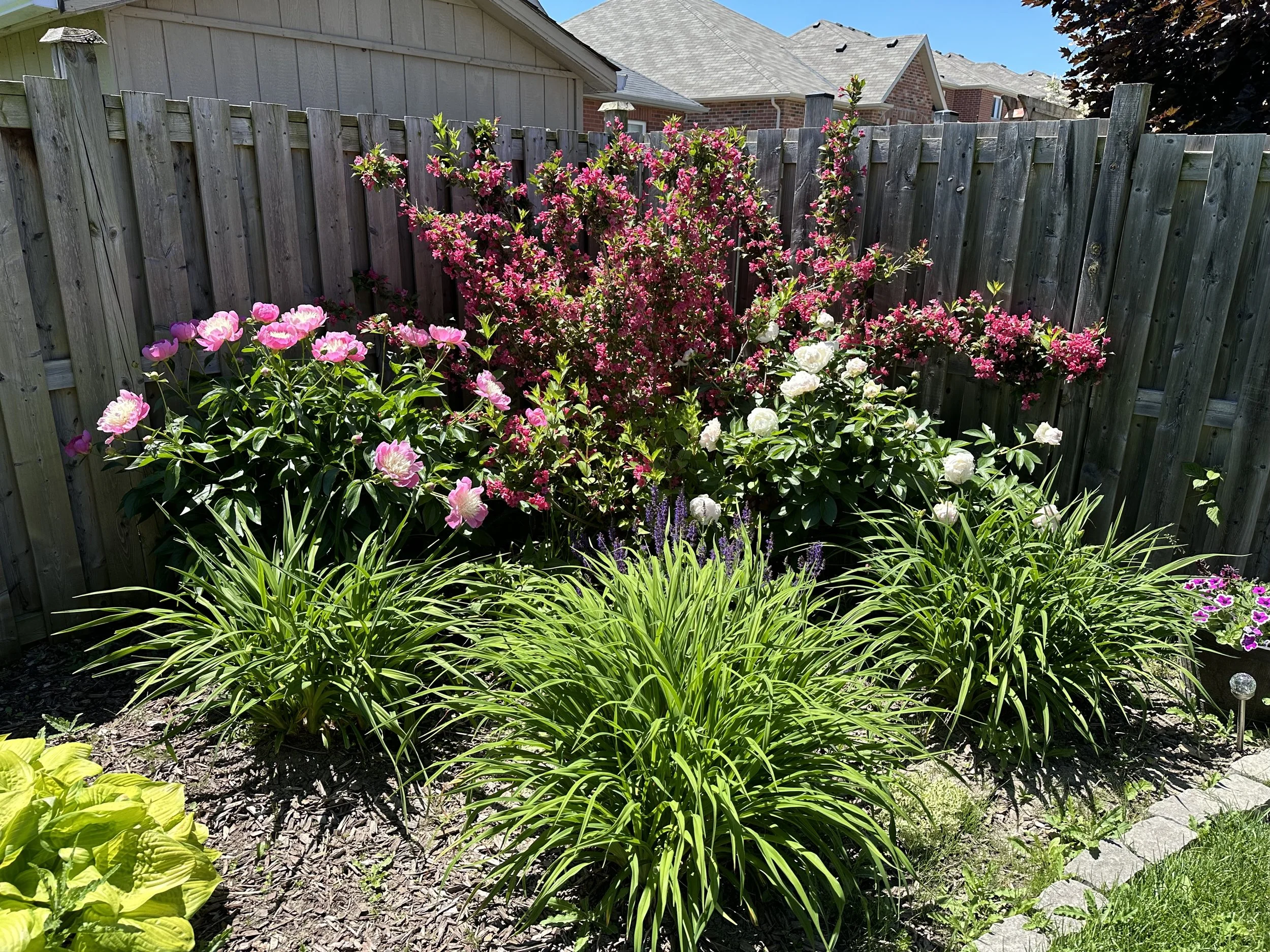 A garden with blooming pink and white peonies, surrounded by green foliage and purple flowers, bordered by a wooden fence under a clear blue sky.