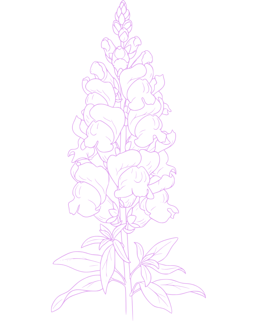 Outline drawing of a tall, purple flower with multiple blossoms and leaves on a black background.