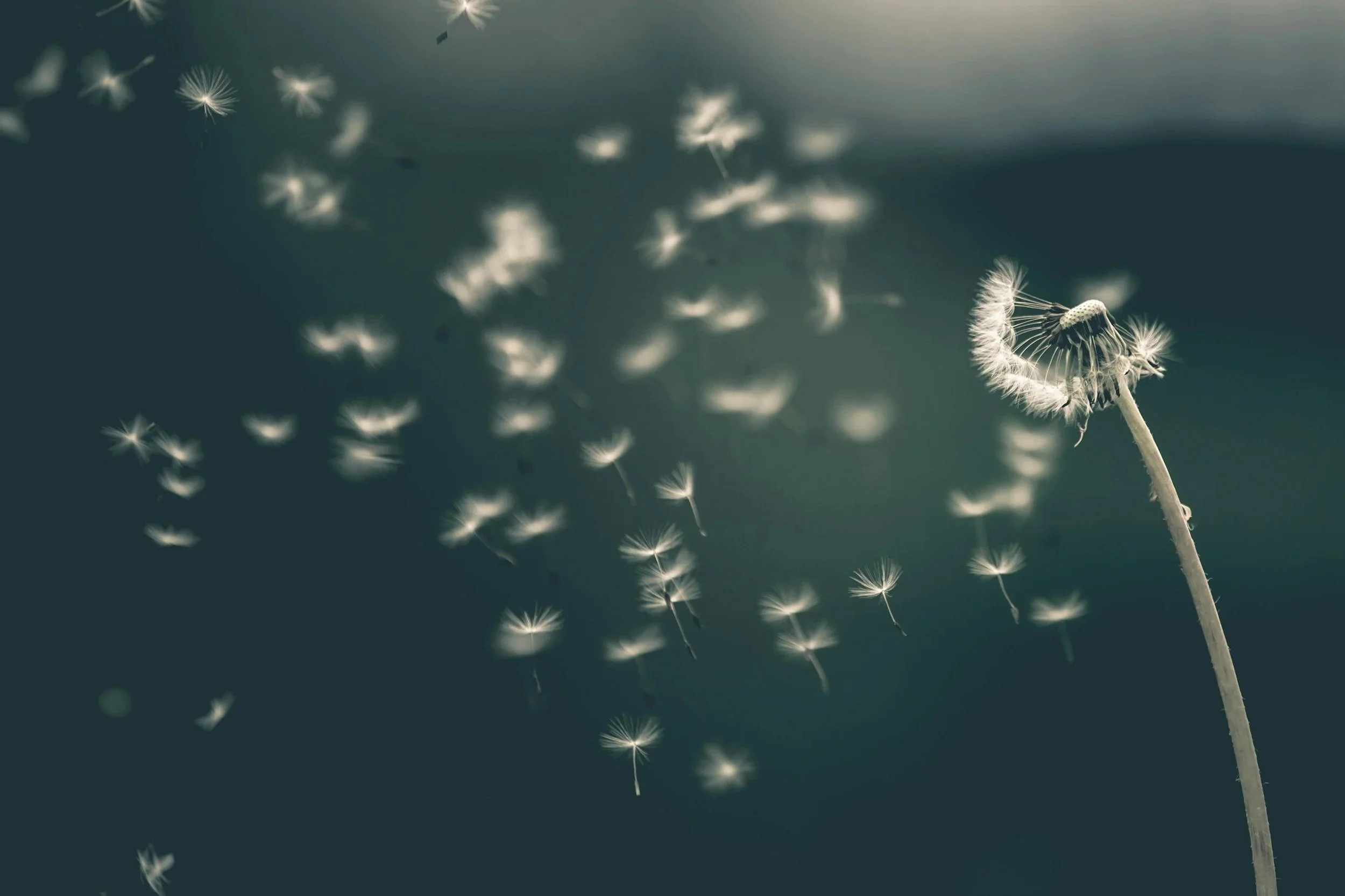 A close-up of a dandelion flower with some seeds dispersing into the air.