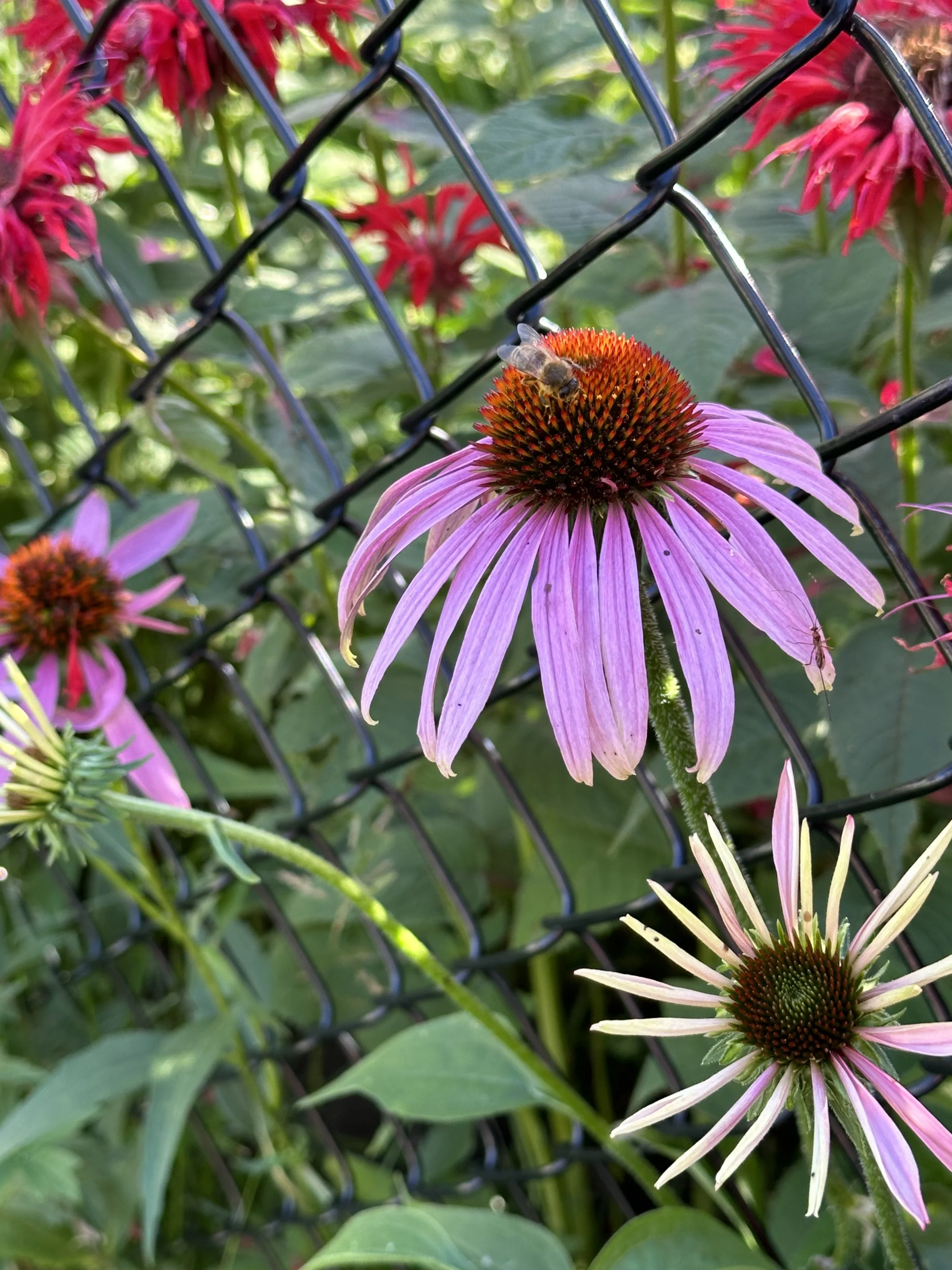A close-up of purple coneflowers growing through a black wire fence, with a bee on the central cone of one flower and an ant on a lower petal, surrounded by green leaves and pink flowers in the background.