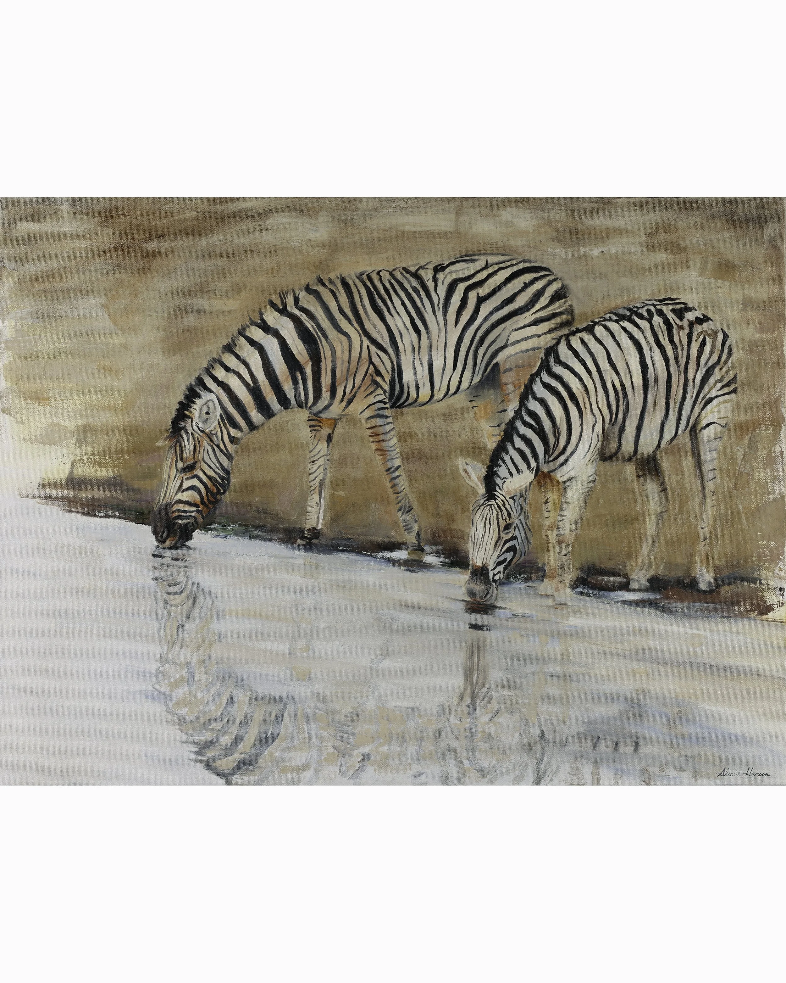 Two Zebras