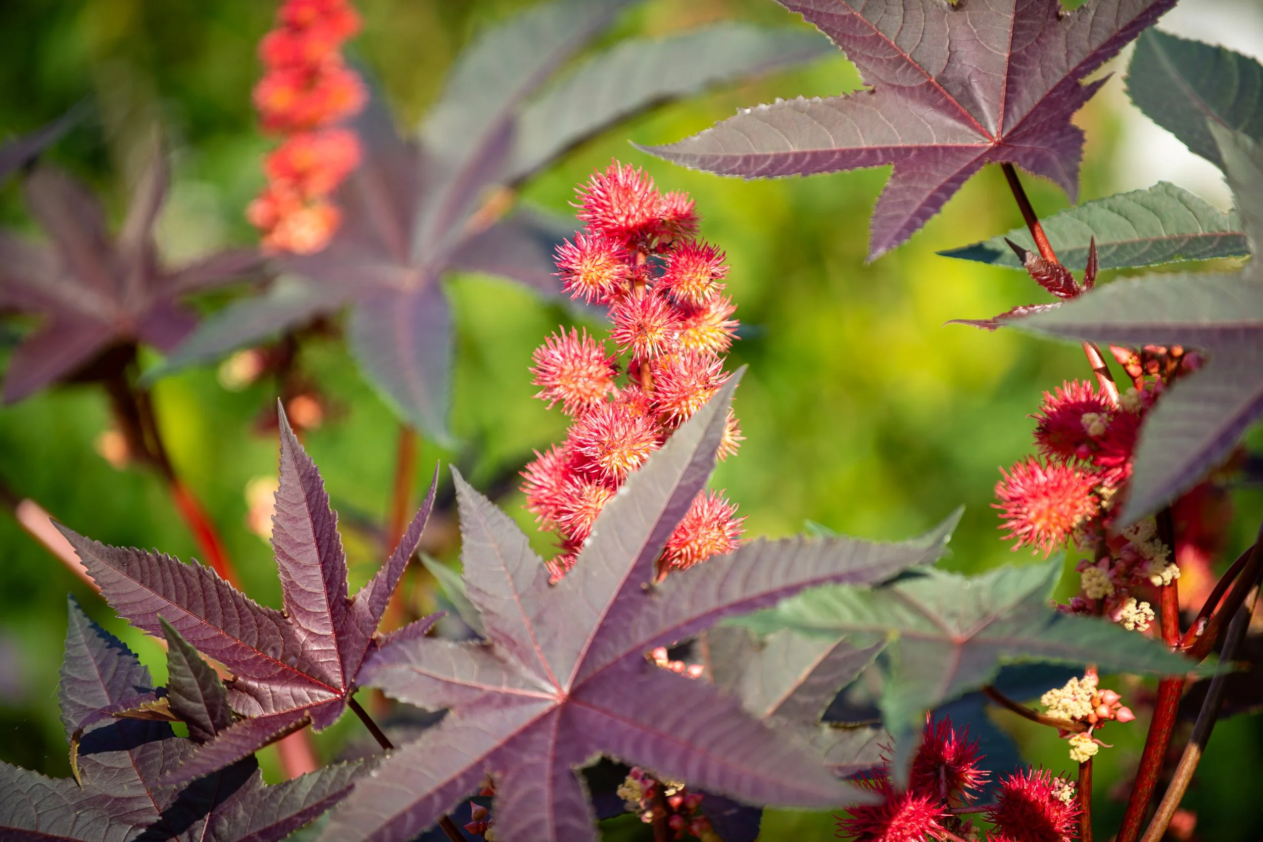 Rote und rosa Blüten an einem verfärbten Blatt mit grünen und lilafarbenen Blättern im Hintergrund.