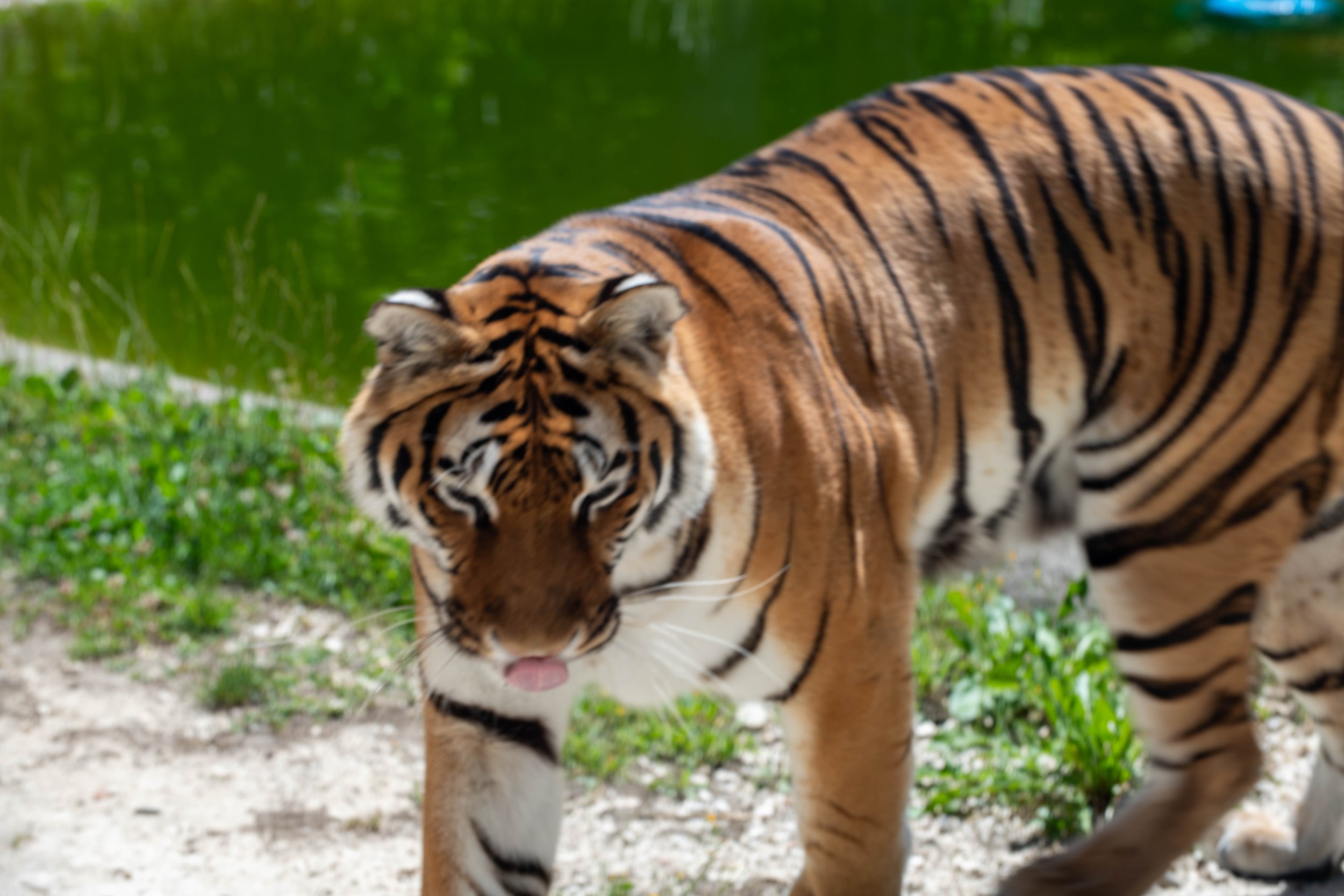 Ein Tiger, der im Wasser steht, mit einer grünen Wasserfläche im Hintergrund.