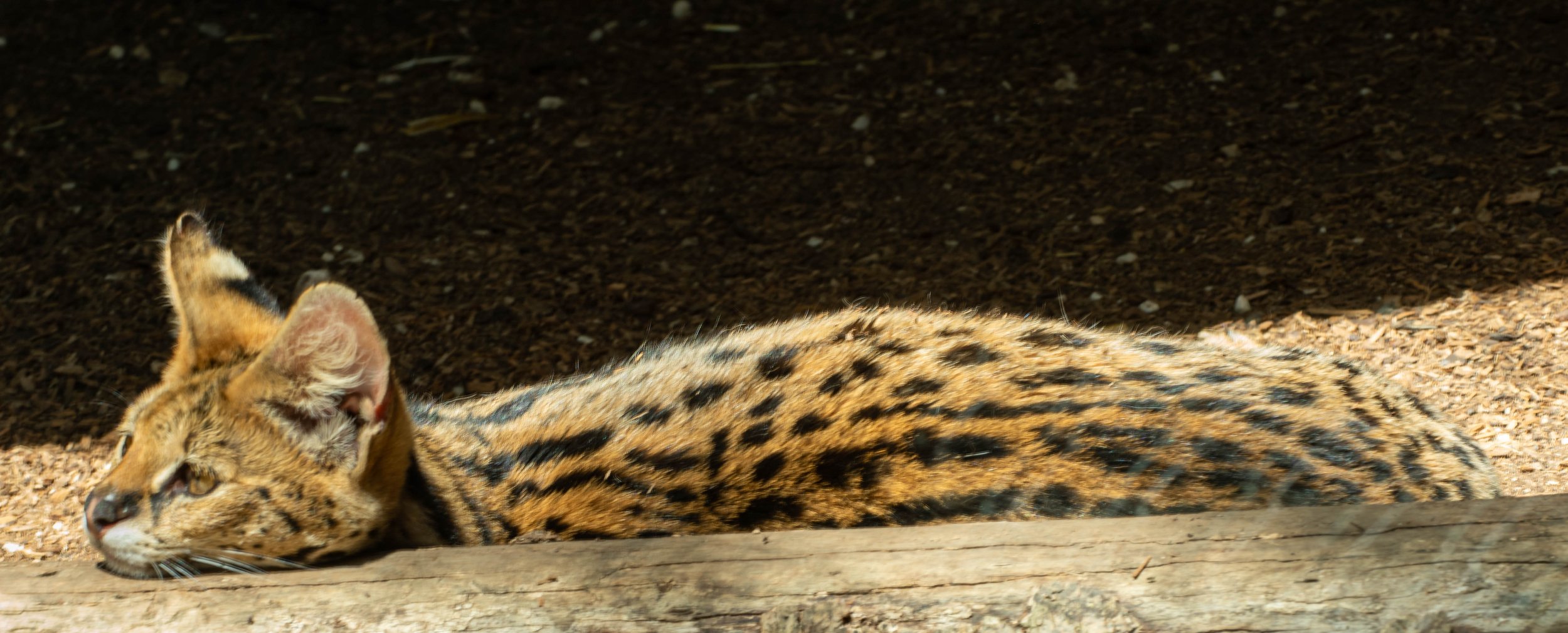 Ein ausgestrecktes Leopardenjunges liegt auf dem Boden im Schatten, mit Fellmuster in Gelb, Schwarz und Braun.