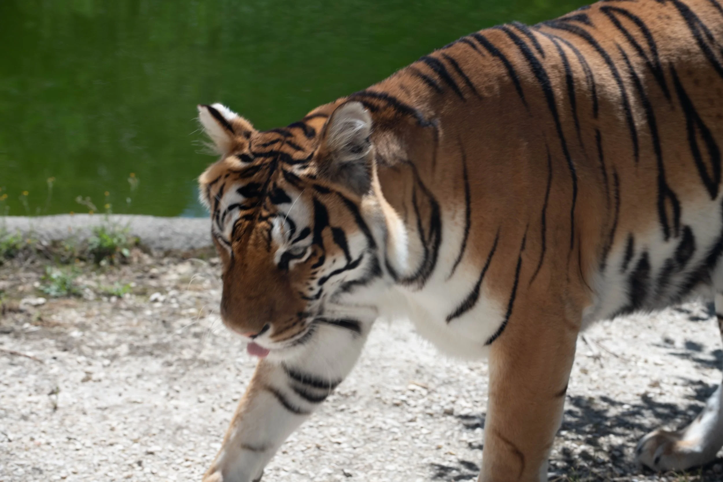 Nahaufnahme eines Tigers, der sich auf einem Pfad in der Natur befindet.