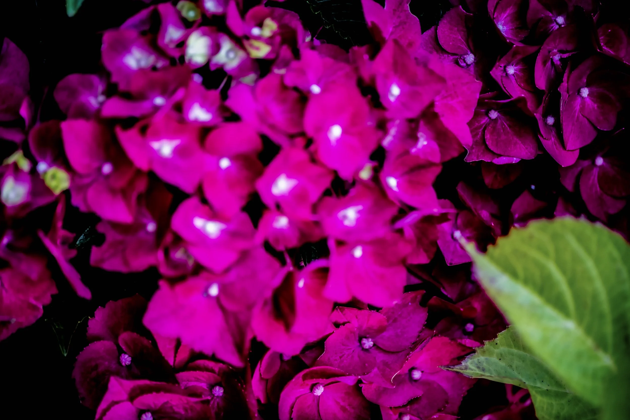 Pinkfarebender Phlox in voller Blüte