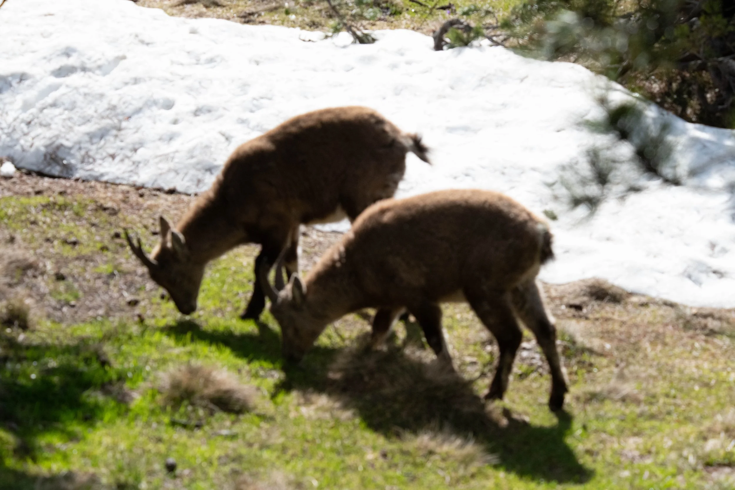 Zwei marmotartige Tiere auf einer Wiese, mit Schnee im Hintergrund und Bäumen an der Seite.
