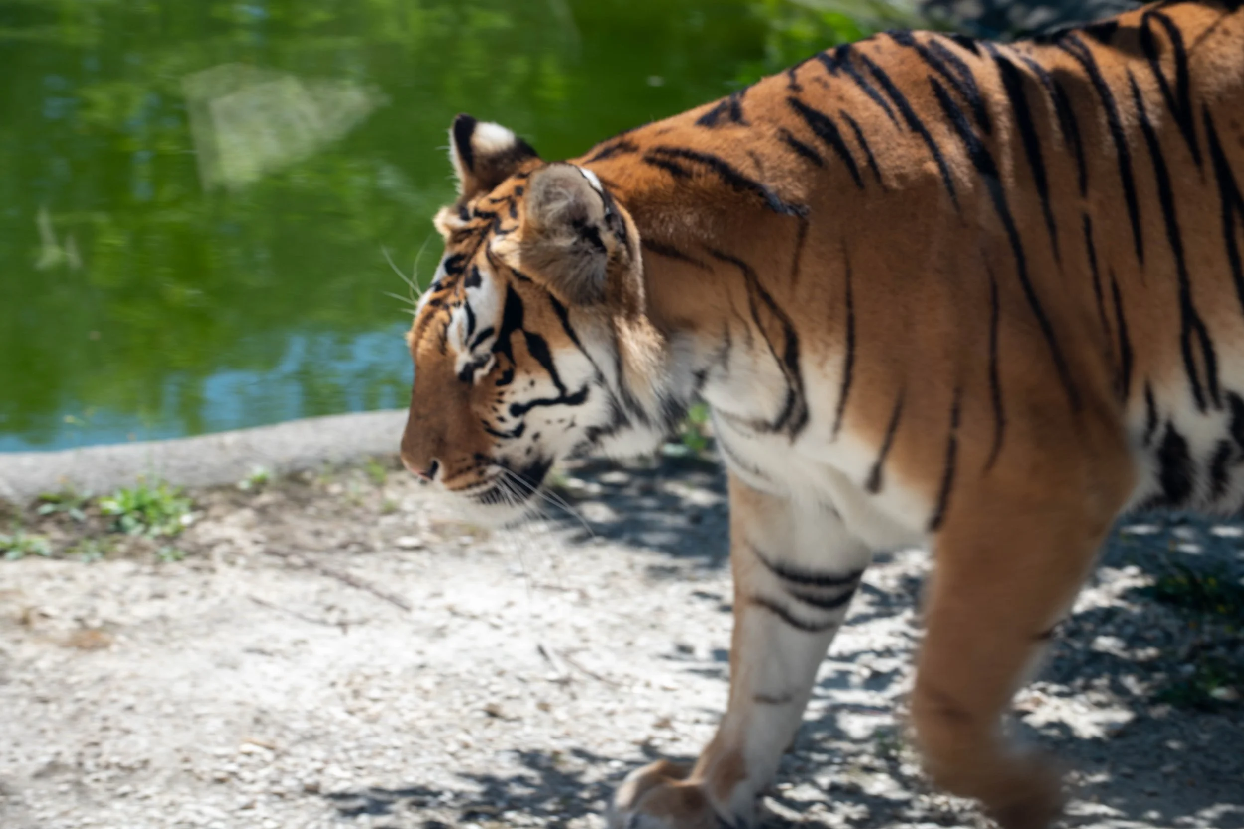 Ein Tiger, der am Wasser entlanggeht, in der Nähe eines Sees mit grüner Vegetation im Hintergrund.