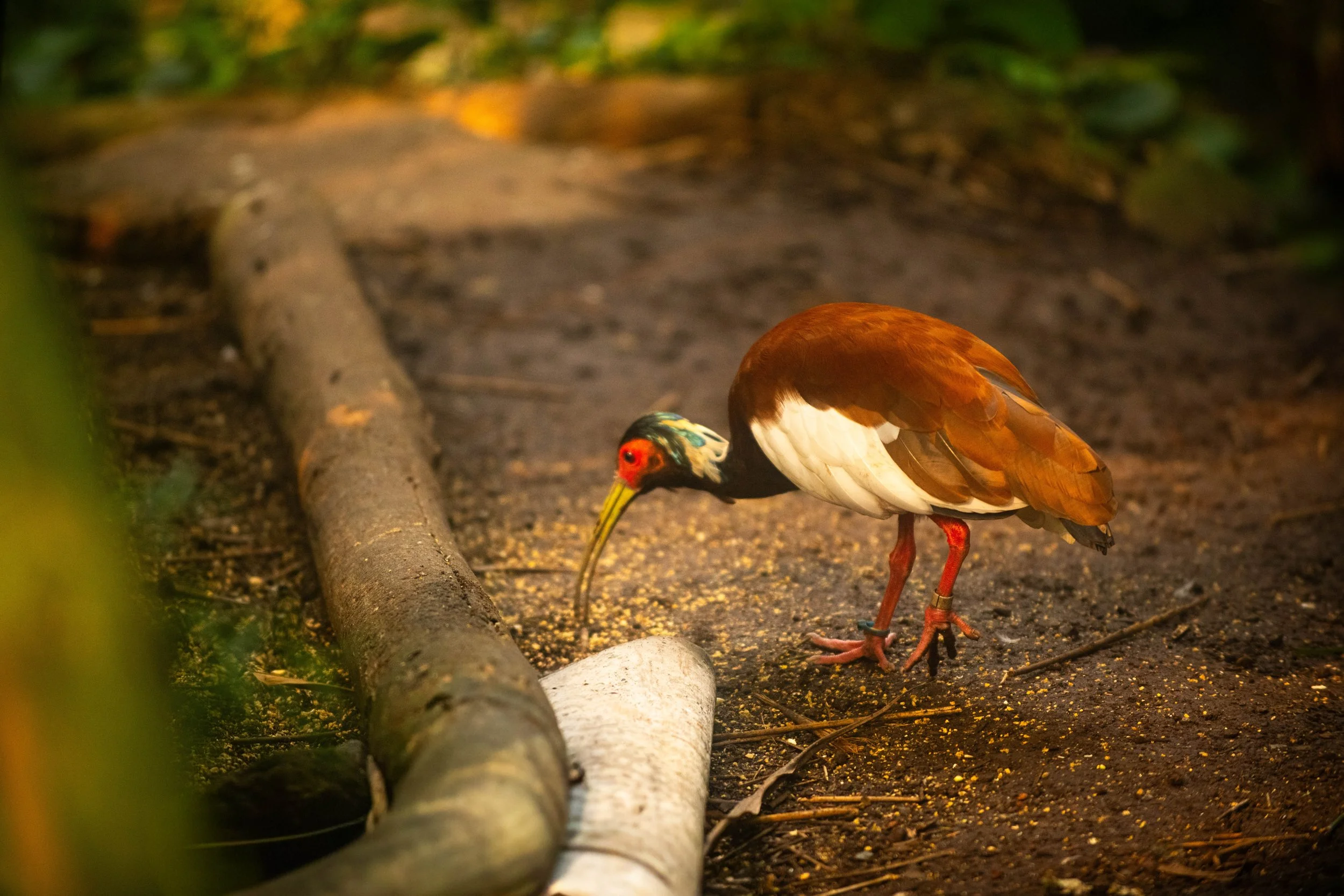 Vogel beim Fressen