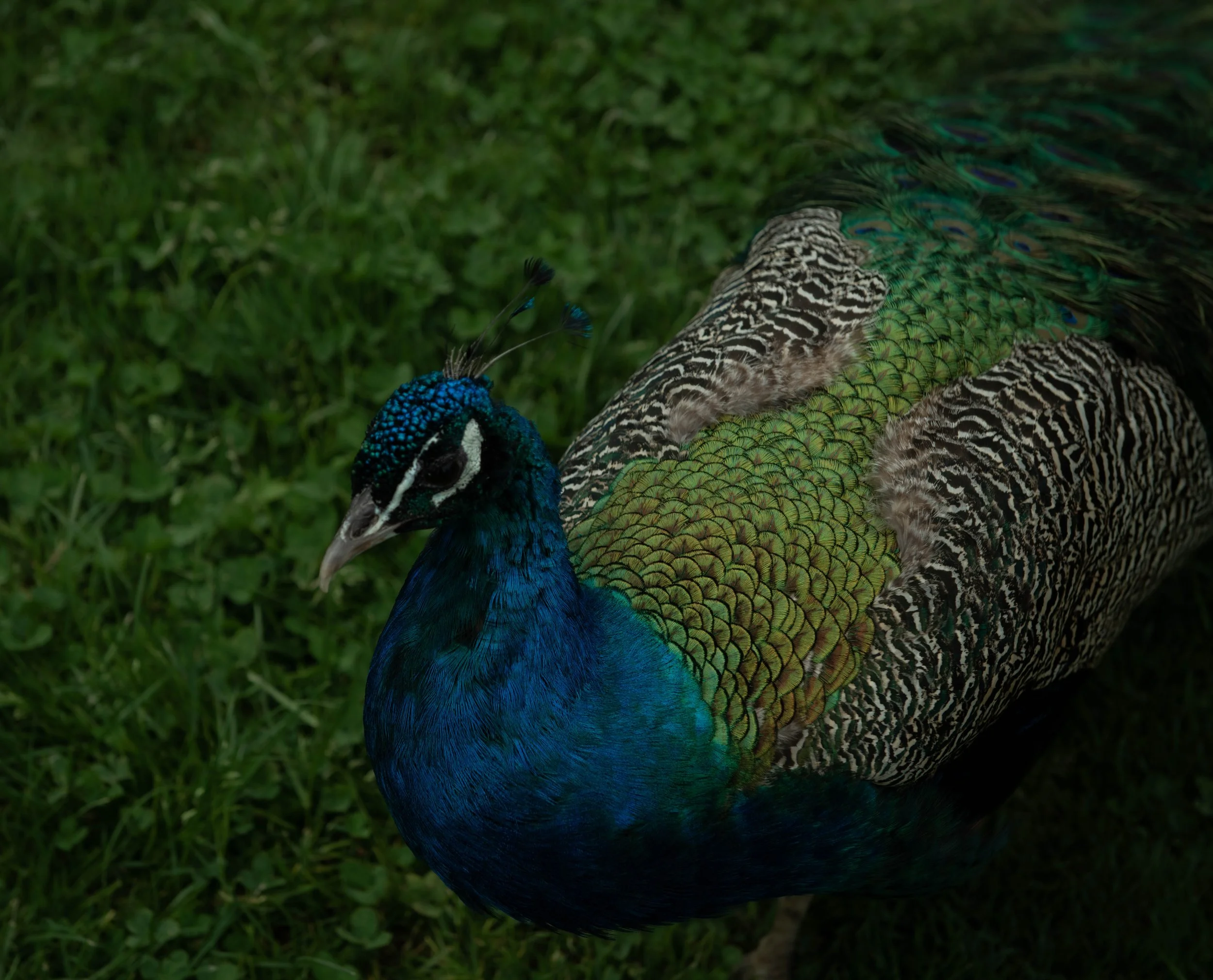 Ein prächtiger Pfau mit blauem Kopf und grünem, schimmerndem Gefieder, das auf Gras liegt.