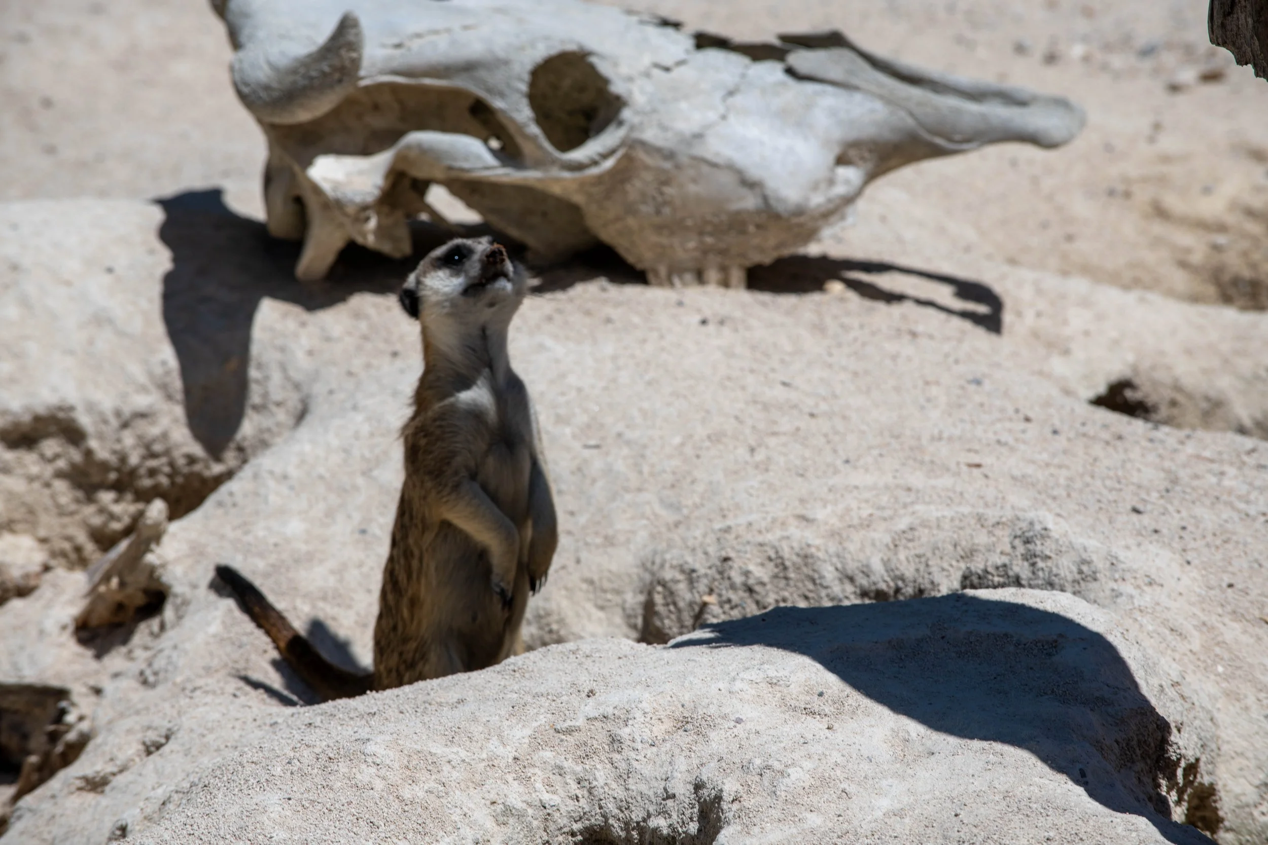 Ein kleines Wildtier, vermutlich ein Mungo oder eine ähnliche Tierart, steht auf Sandboden im Schatten, nahe einem großen Tier-Skelett im Freien.