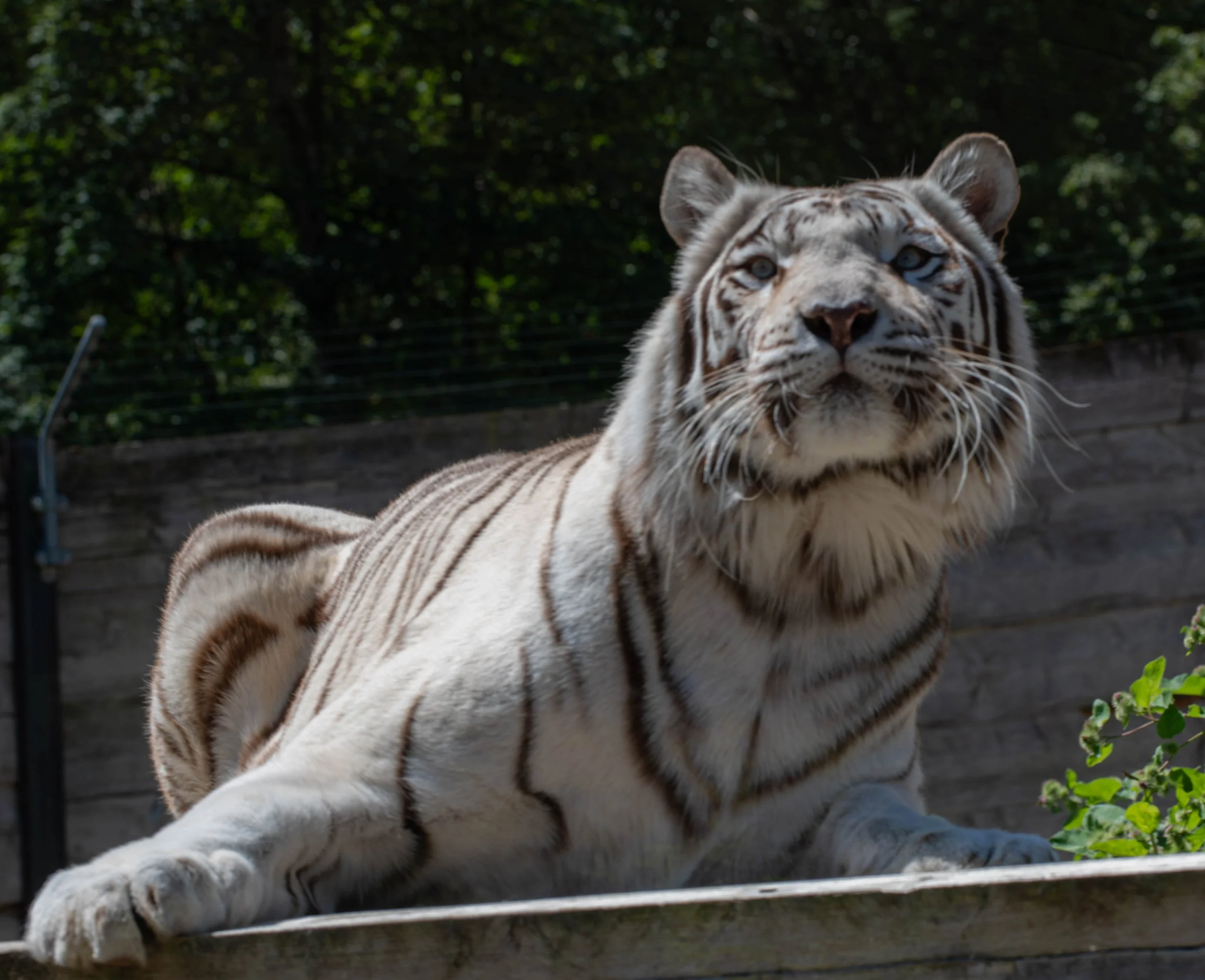Weißer Tiger entspannt auf einer Holzbank in einem Zoogelände, umgeben von grünen Büschen und Bäumen.