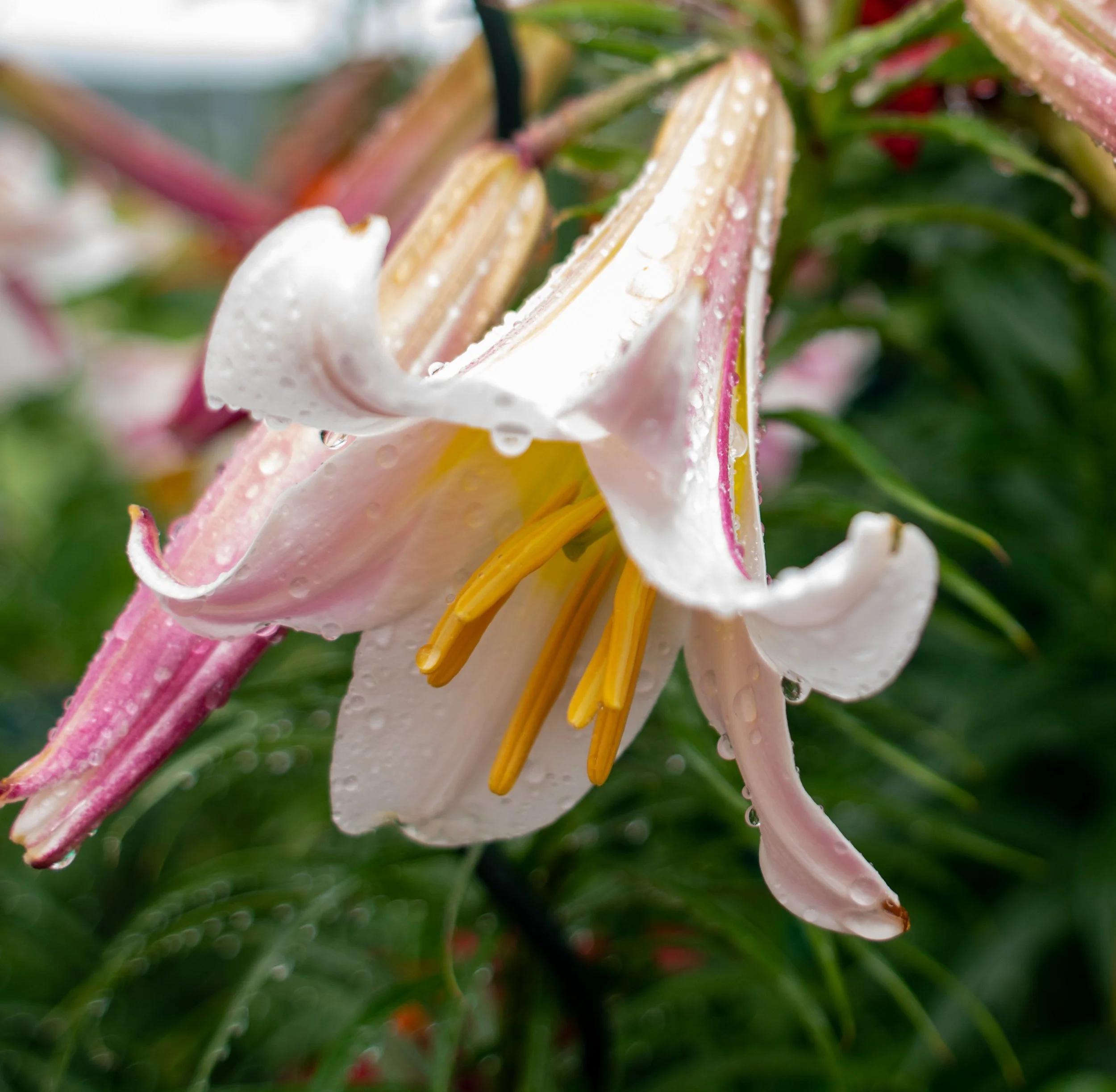 VG7_4992.JPG