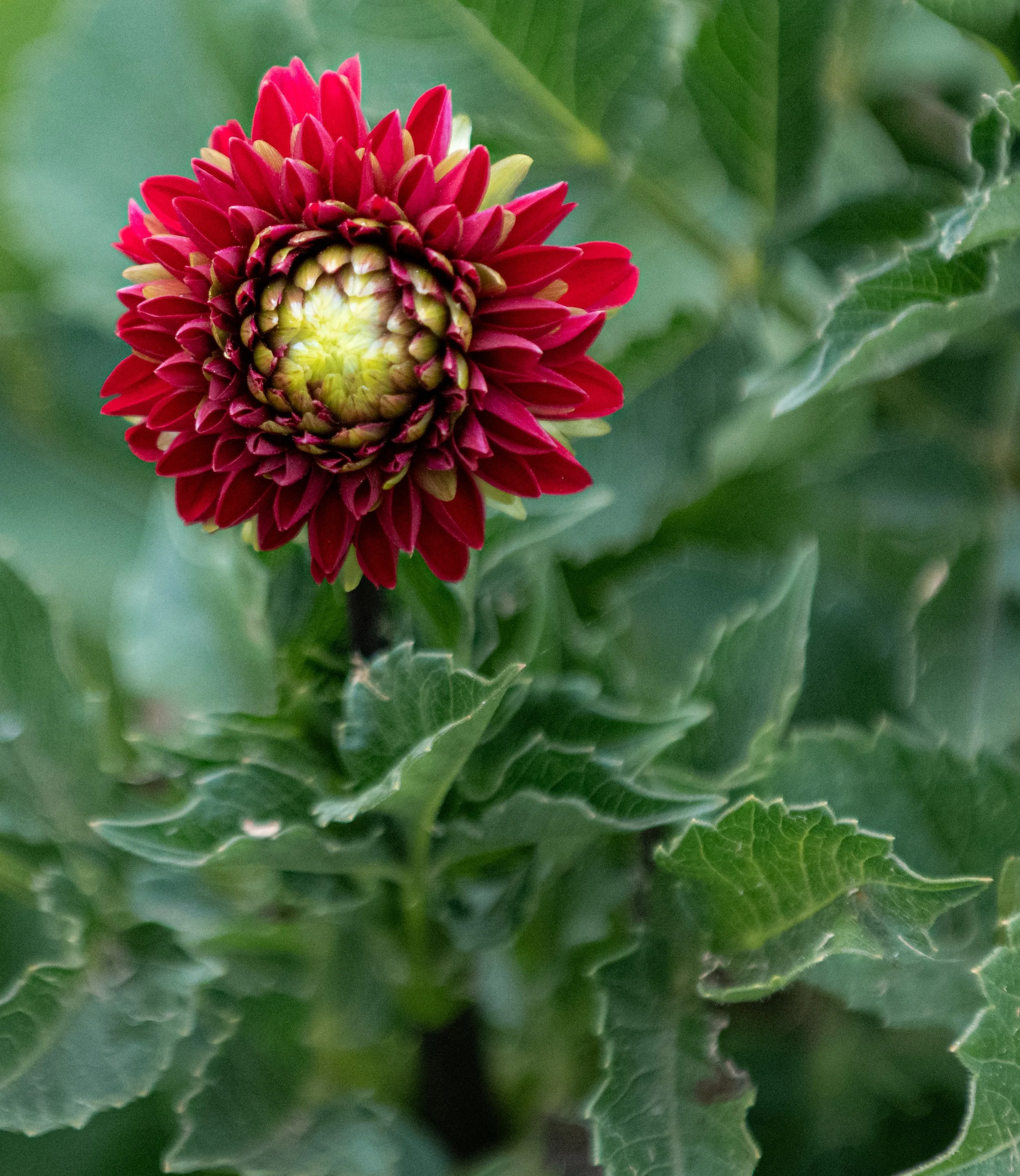Nahaufnahme einer roten Blume mit grünen Blättern im Hintergrund
