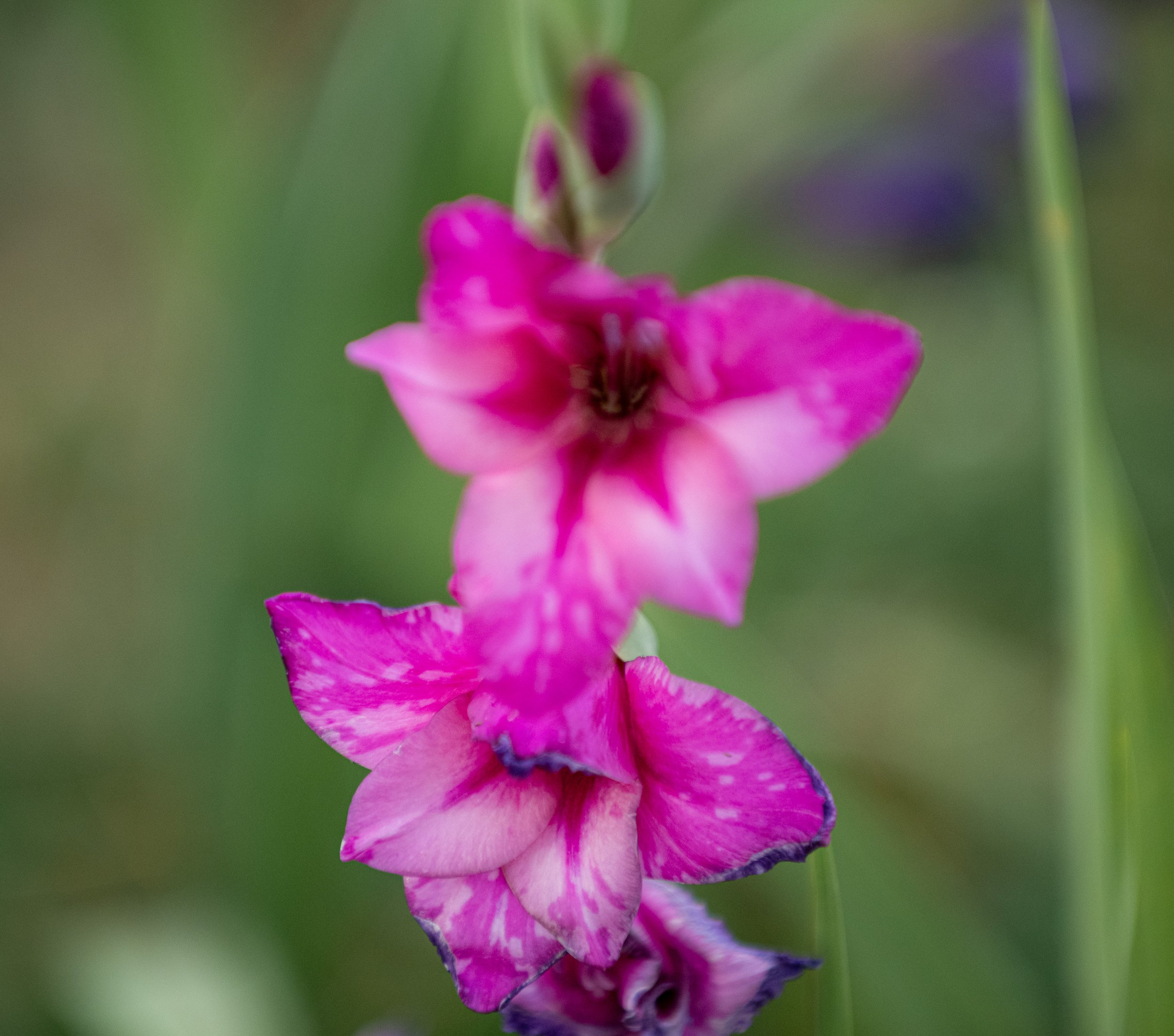 Nahaufnahme einer pinken Blume mit grüner Hintergrund