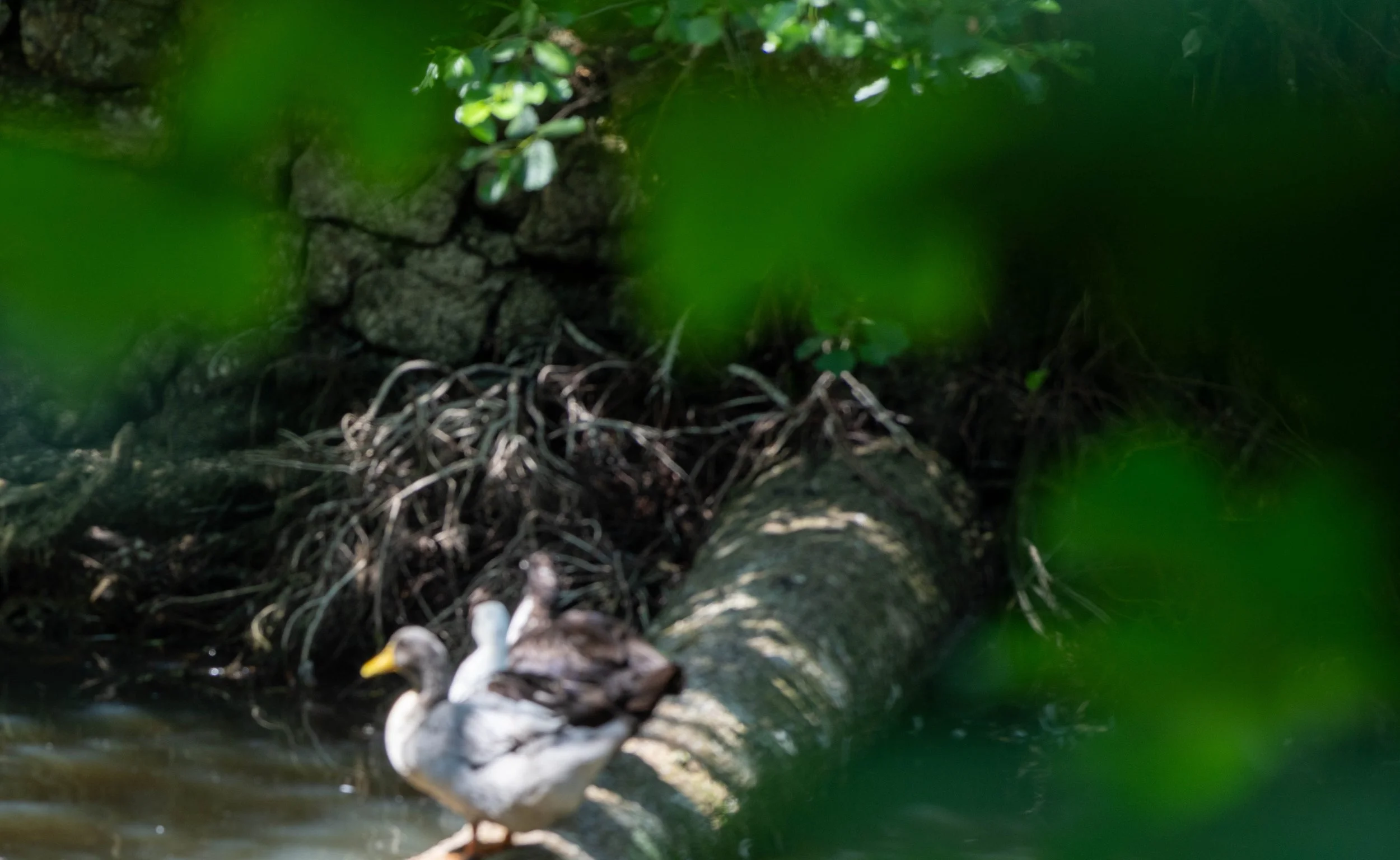 Ein Vogel auf einem Zweig in einer natürlichen Umgebung mit grünen Blättern und einer Wasserquelle.