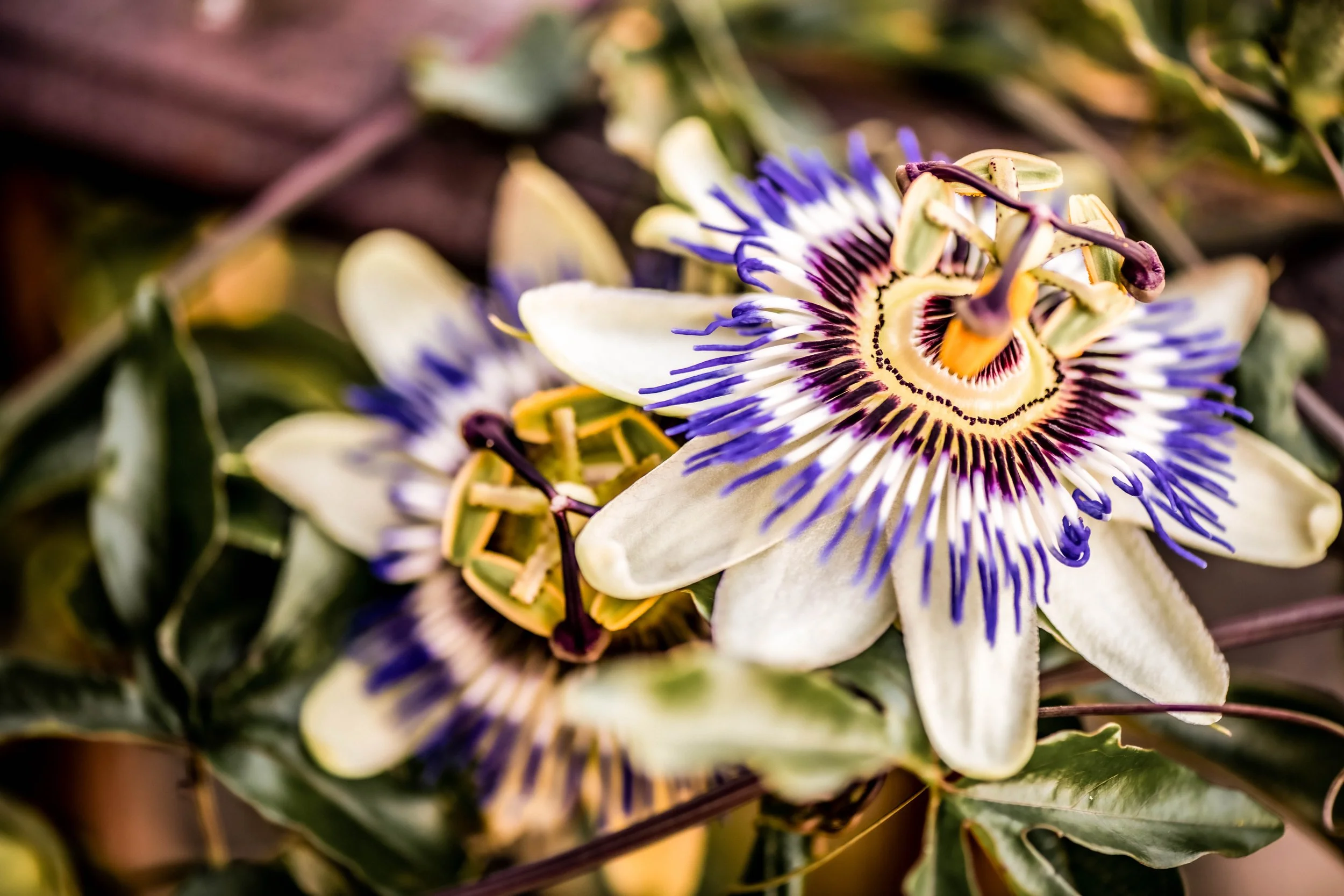 Passionsblume mit Biene