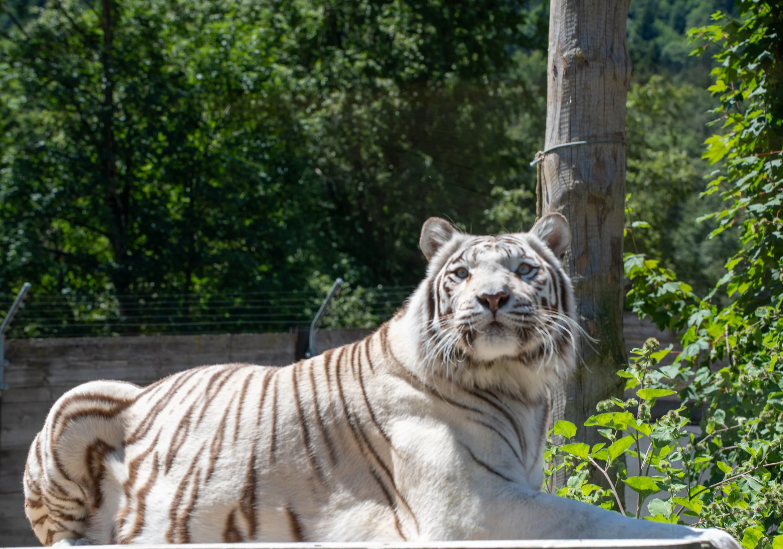 Ein weißer Tiger liegt im Freien vor einer grünen Baumkulisse, in der Nähe eines Baumstamms.