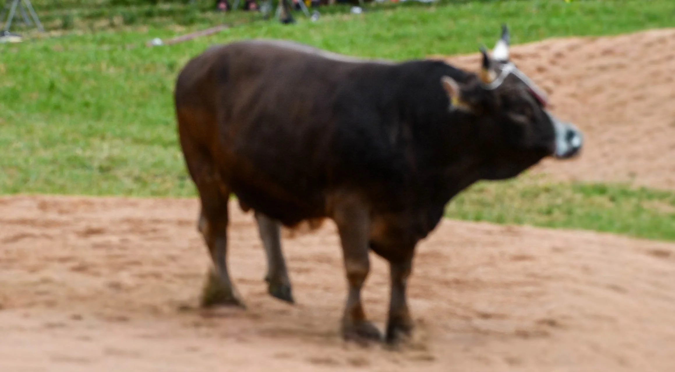 Ein Rindvieh läuft auf einer Wiese entlang eines Weges.
