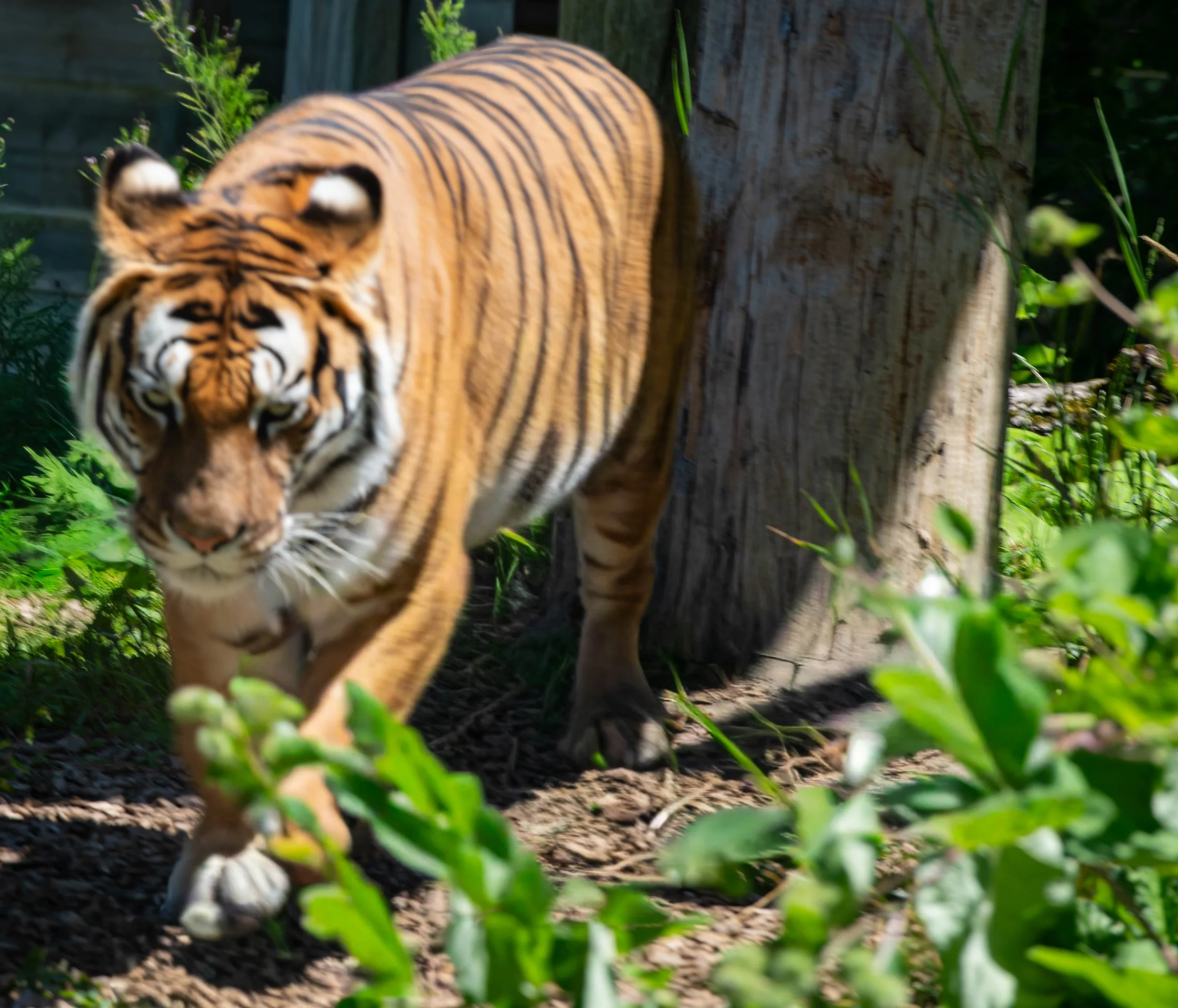 Ein Tiger läuft durch dichtes Grün mit Sonnenlicht, Baumstämmen und Blättern im Hintergrund.
